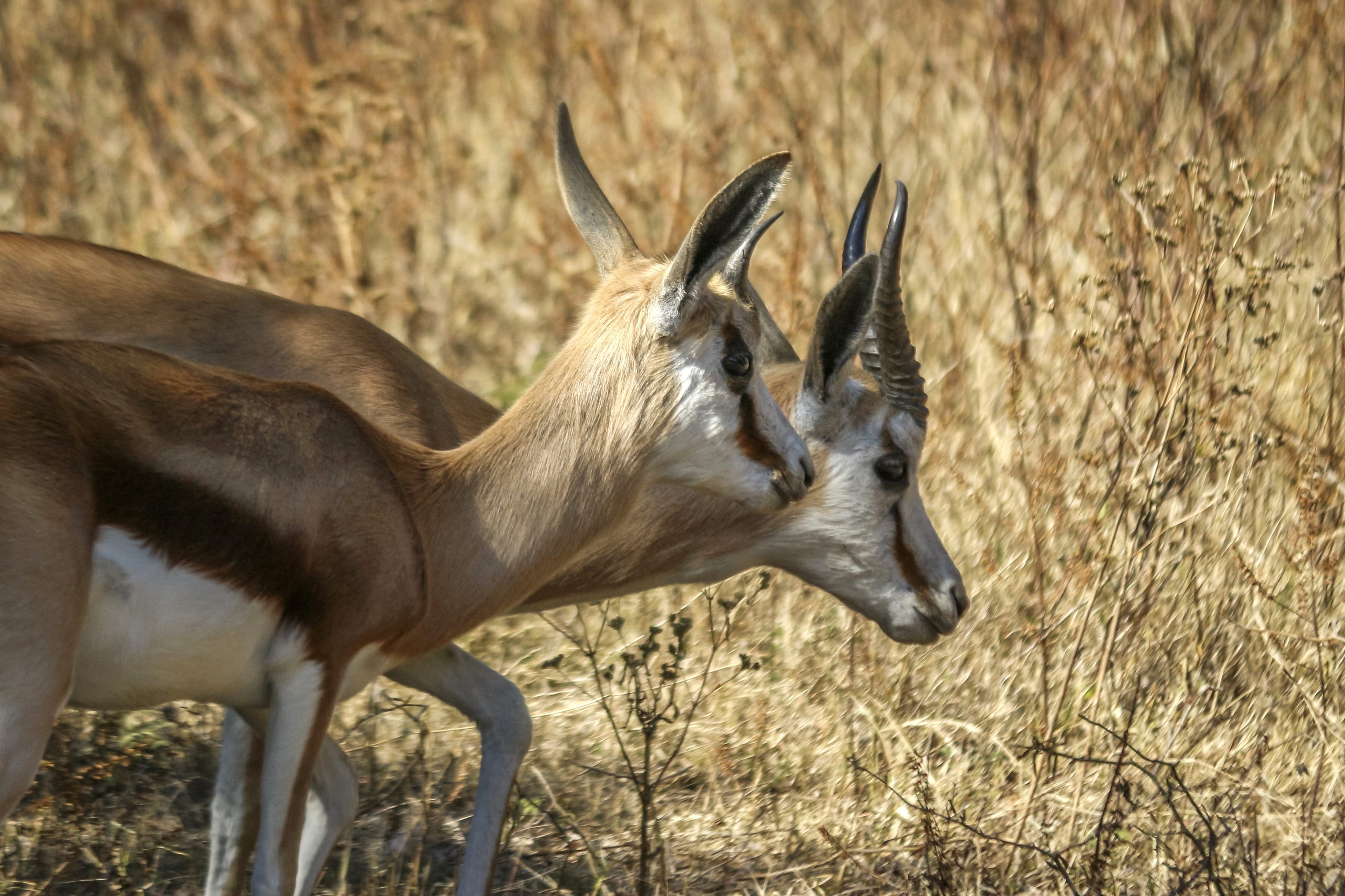 animals in the wild, south, Wildlife, side view, africa, outdoors, deer, game, herbivorous, reserve, natural, two, animal wildlife, no people, mammal, couple, HD Wallpaper