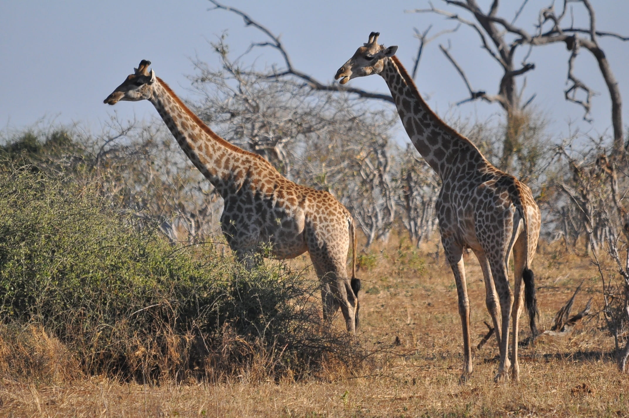 travel, game, reserve, no people, park, adventure, bush, day, tree, savanna, giraffes, outdoors, grass, vertebrate, herbivorous, sky, two, national, trees, HD Wallpaper