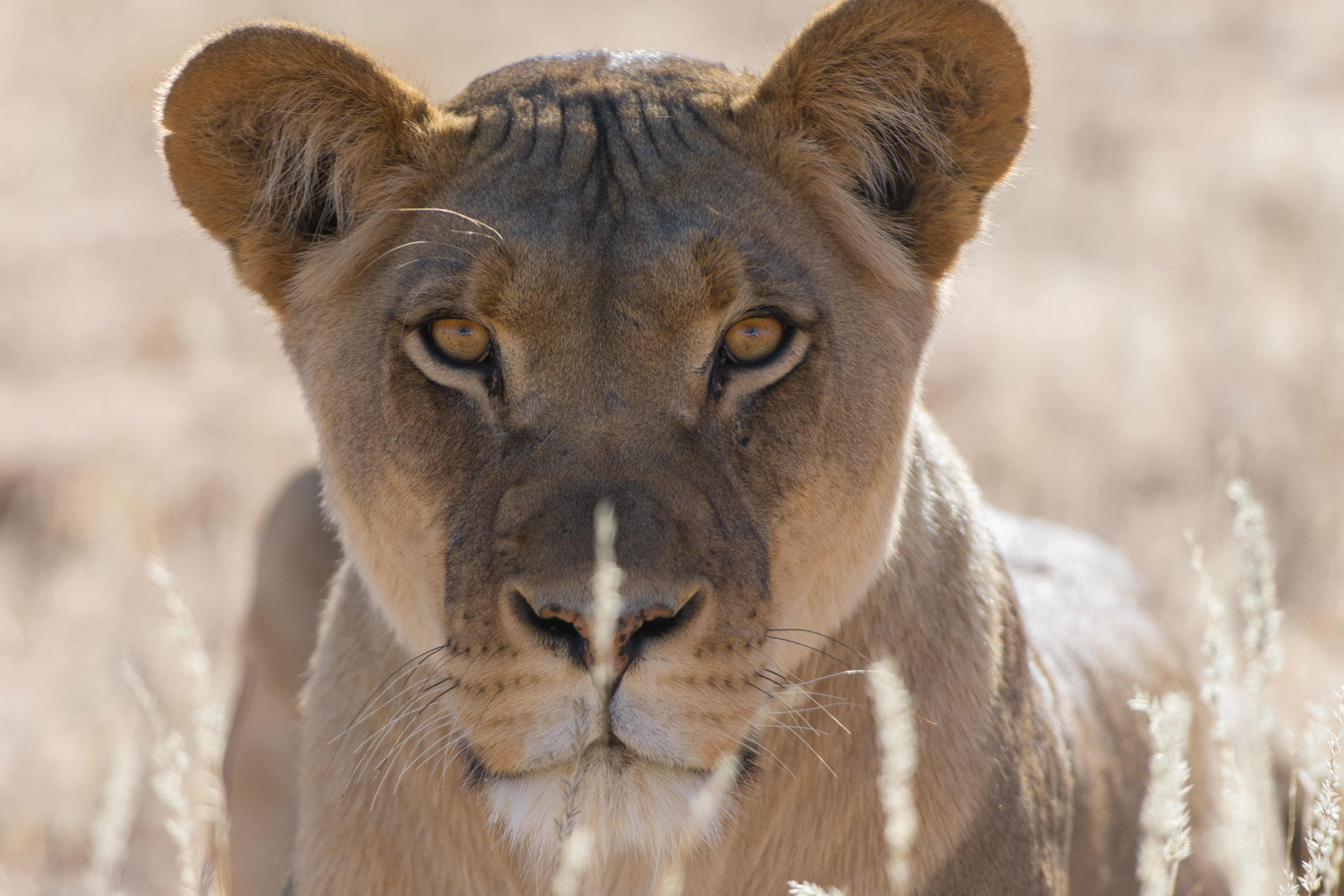 4K, no people, vertebrate, focus on foreground, day, looking at camera, botswana, mammal, animal head, one animal, animal, lion kgalagadi national park botswana safari, HD Wallpaper