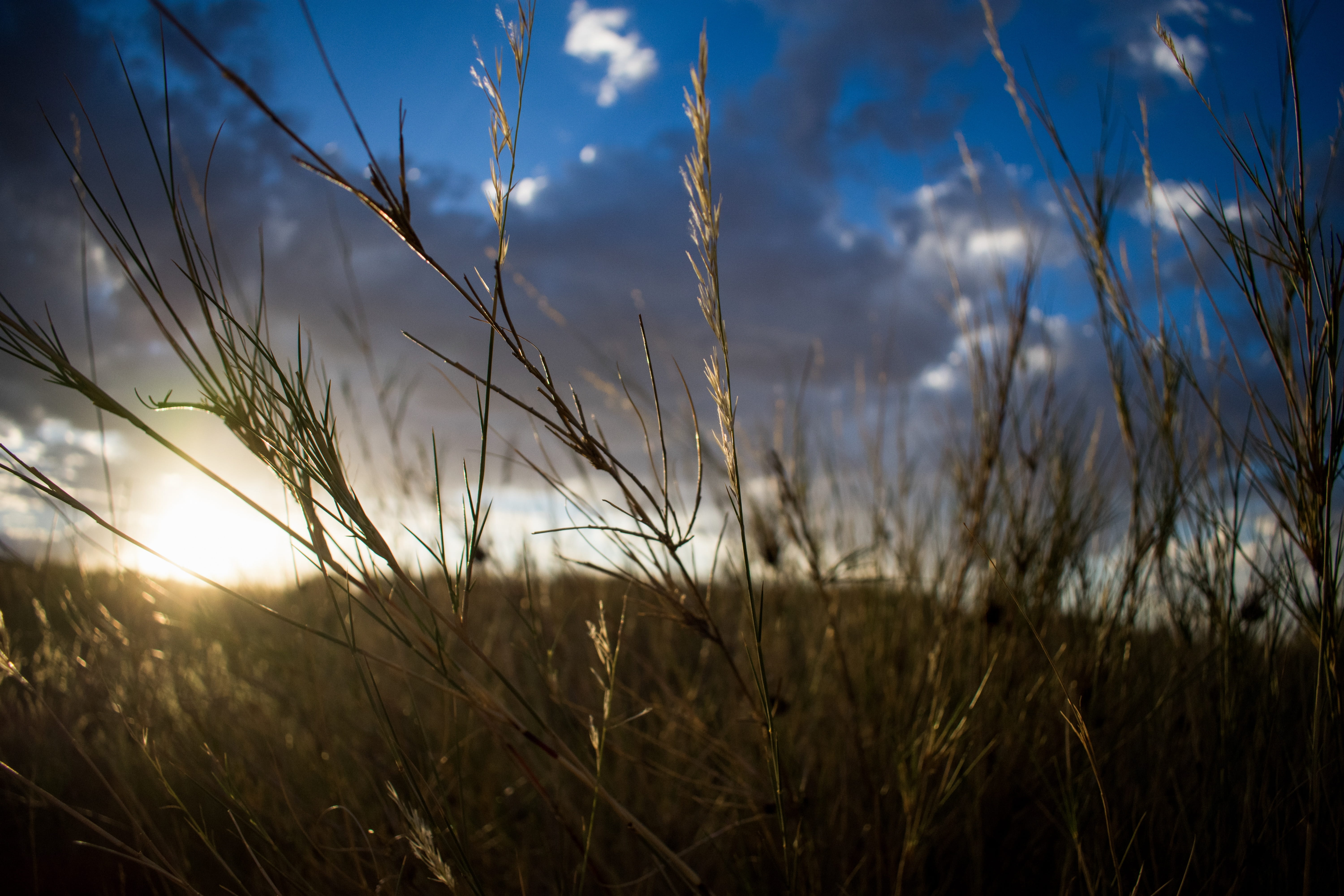 desert, tranquility, nature, kgalagadi transfrontier park restcamp twee rivieren, sky, sunlight, focus on foreground, cloud - sky, 5K, selective focus, HD Wallpaper