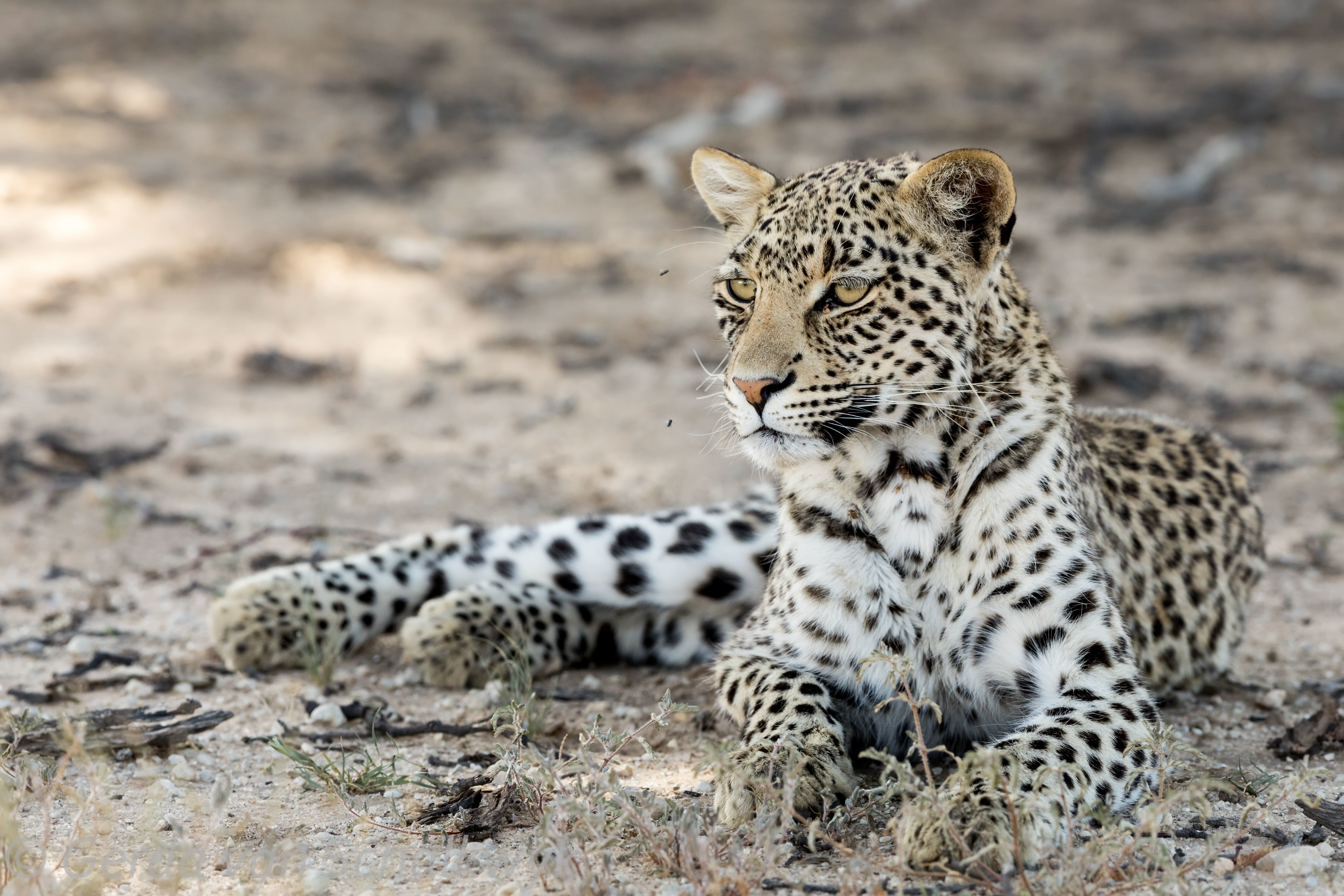 beast, 5K, nature, Kgalagadi leopard, HD Wallpaper