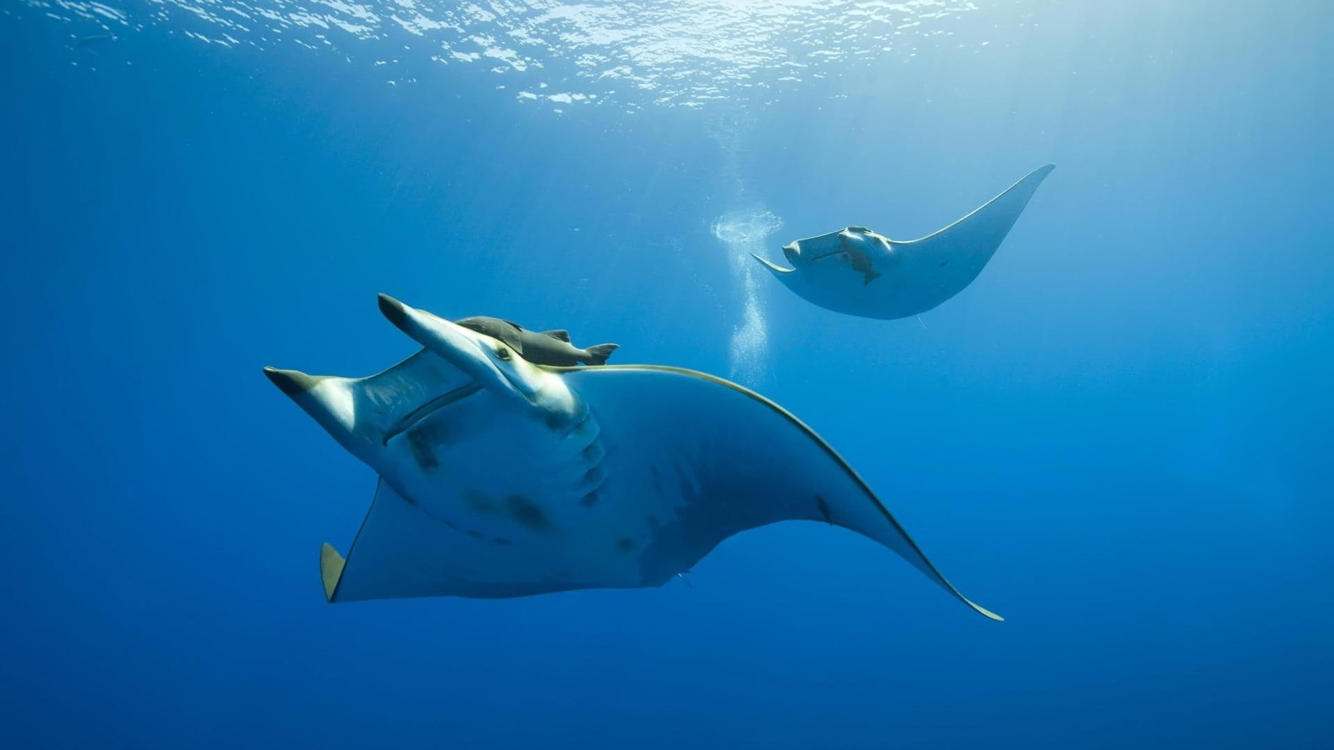 prowl, animals, ocean, mantas, fish, 1080P, HD Wallpaper