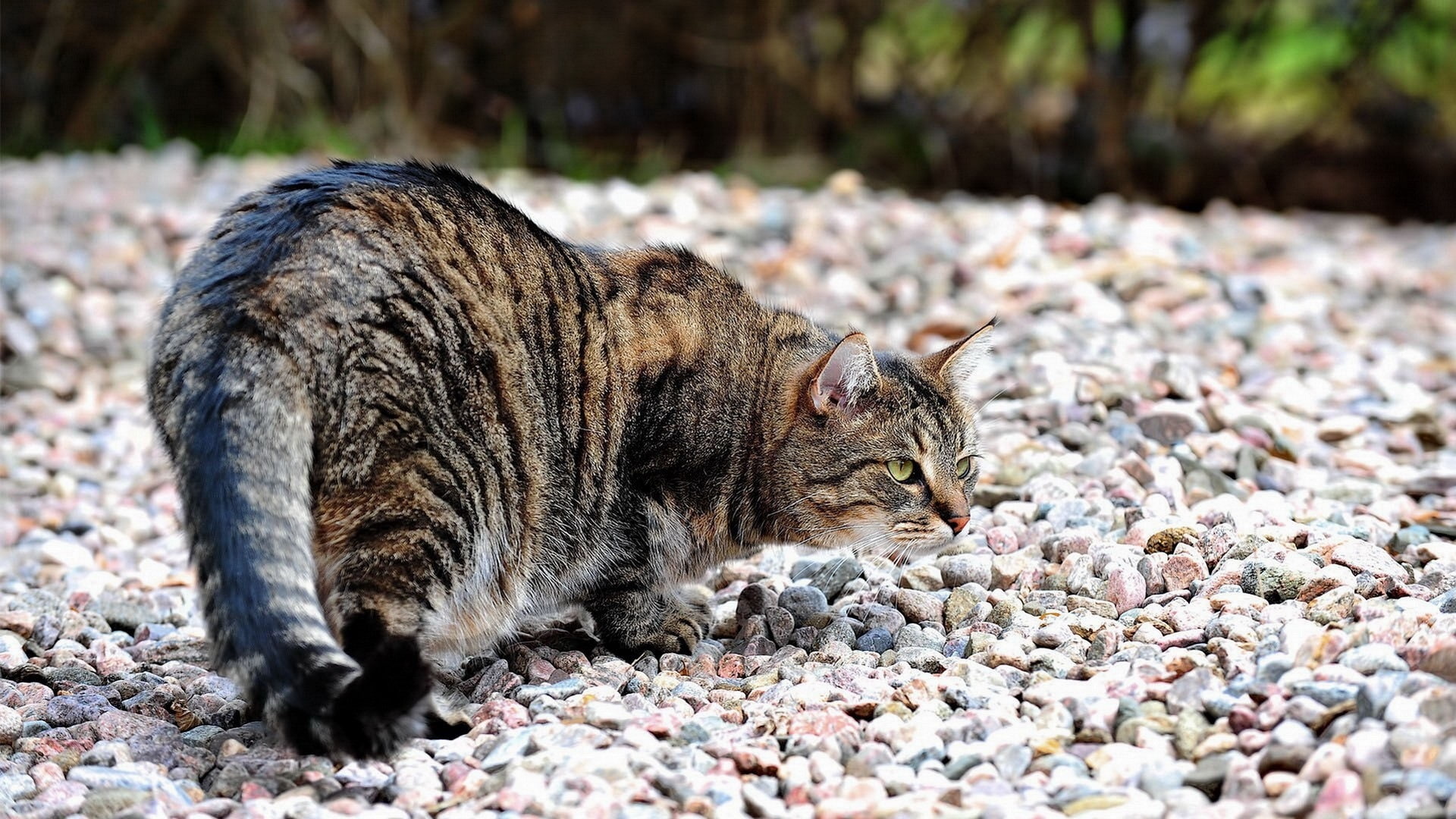 Stones, 1080P, Cat, Road, Prowling, HD Wallpaper