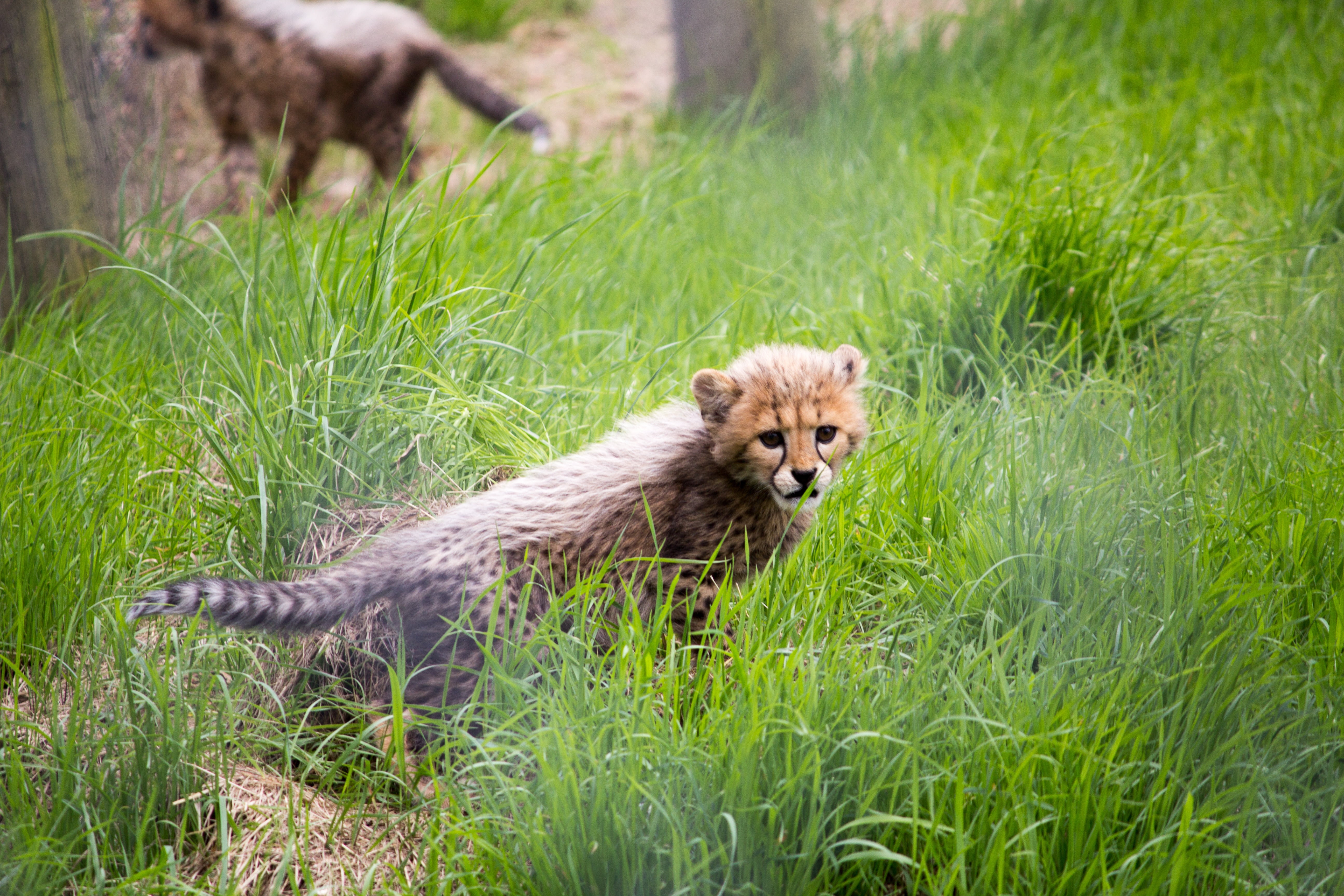 day, young, grass, 5K, plant, animal, cute, mammal, offspring, green color, portrait, nature, outdoors, looking at camera, african, cheetah, cat, small, HD Wallpaper