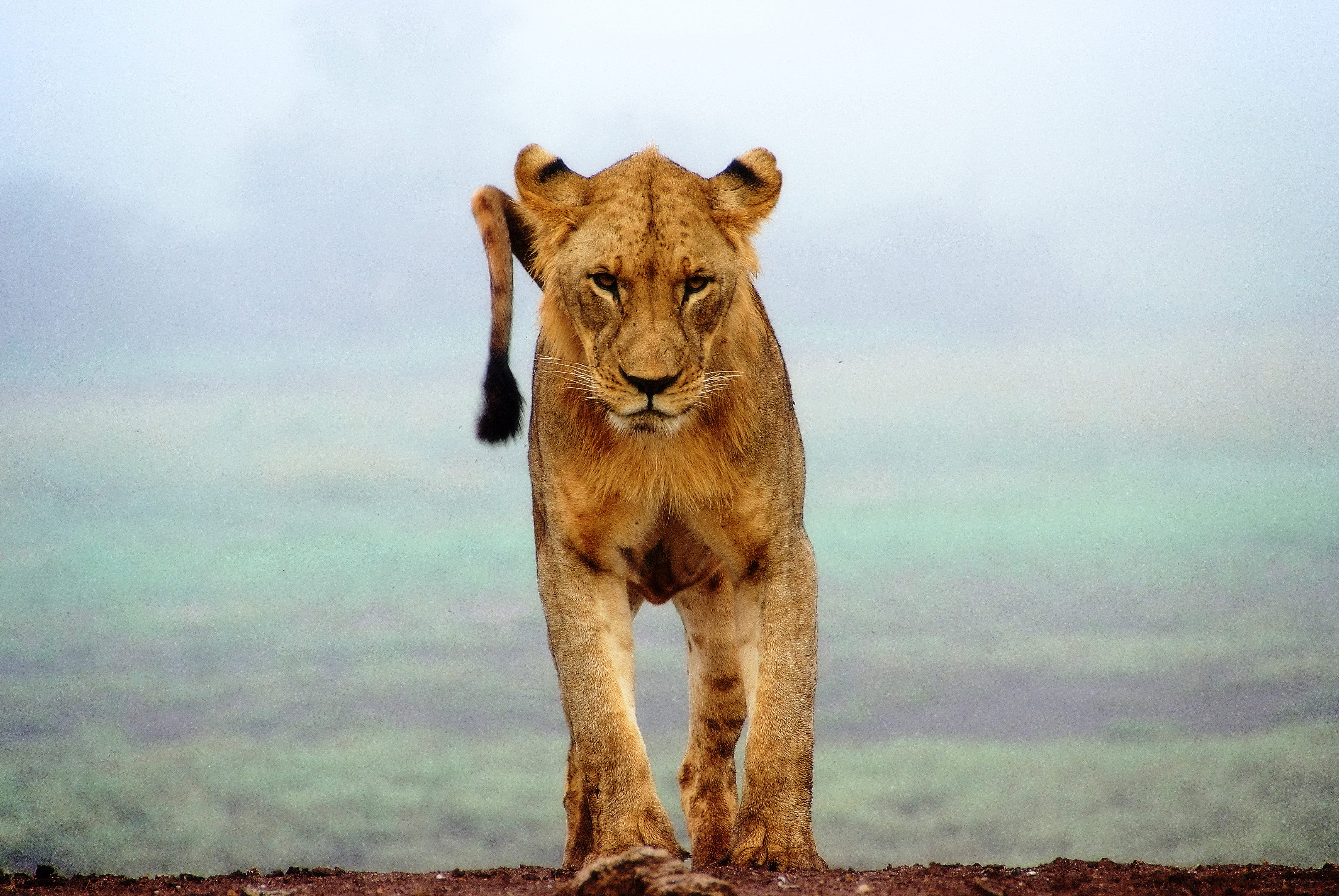 predator, sands, animals in the wild, 4K, wild, tsavo, animal, mammal, portrait, undomesticated cat, standing, lioness, lion, travel, fog, vertebrate, HD Wallpaper