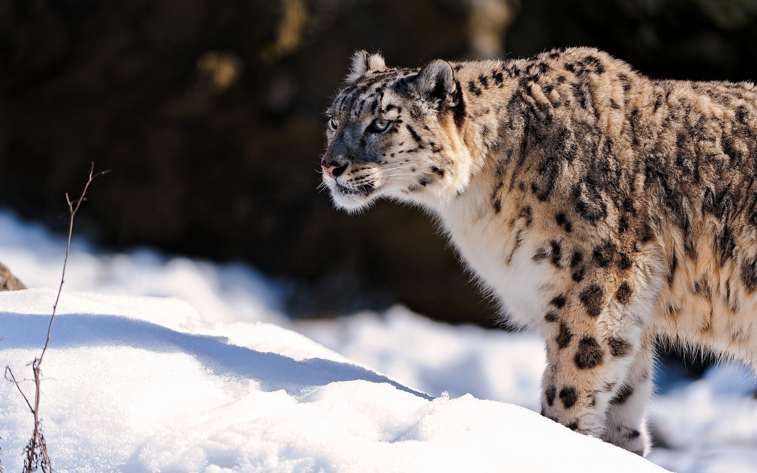 hunting, wilderness Area, prowling, leopard, carnivore, animal Head, snow, 2K, tiger, mammal, cold temperature, large, wildlife, focus on foreground, nature, HD Wallpaper