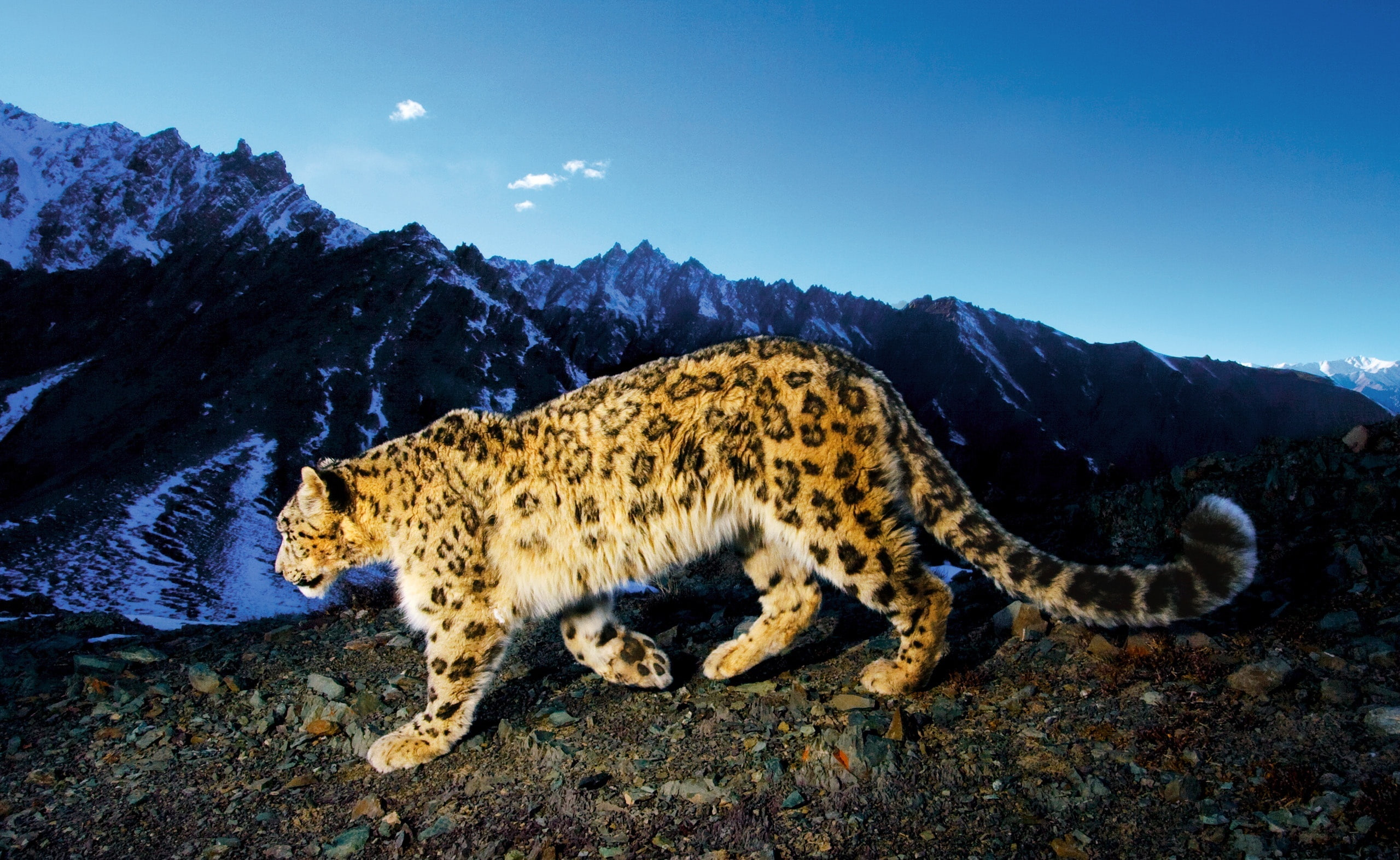 2K, snow leopard, animal themes, sky, Animals, Leopard, vertebrate, carnivora, animal, animals in the wild, cat, animals hunting, hunting, mountain, Wild, HD Wallpaper