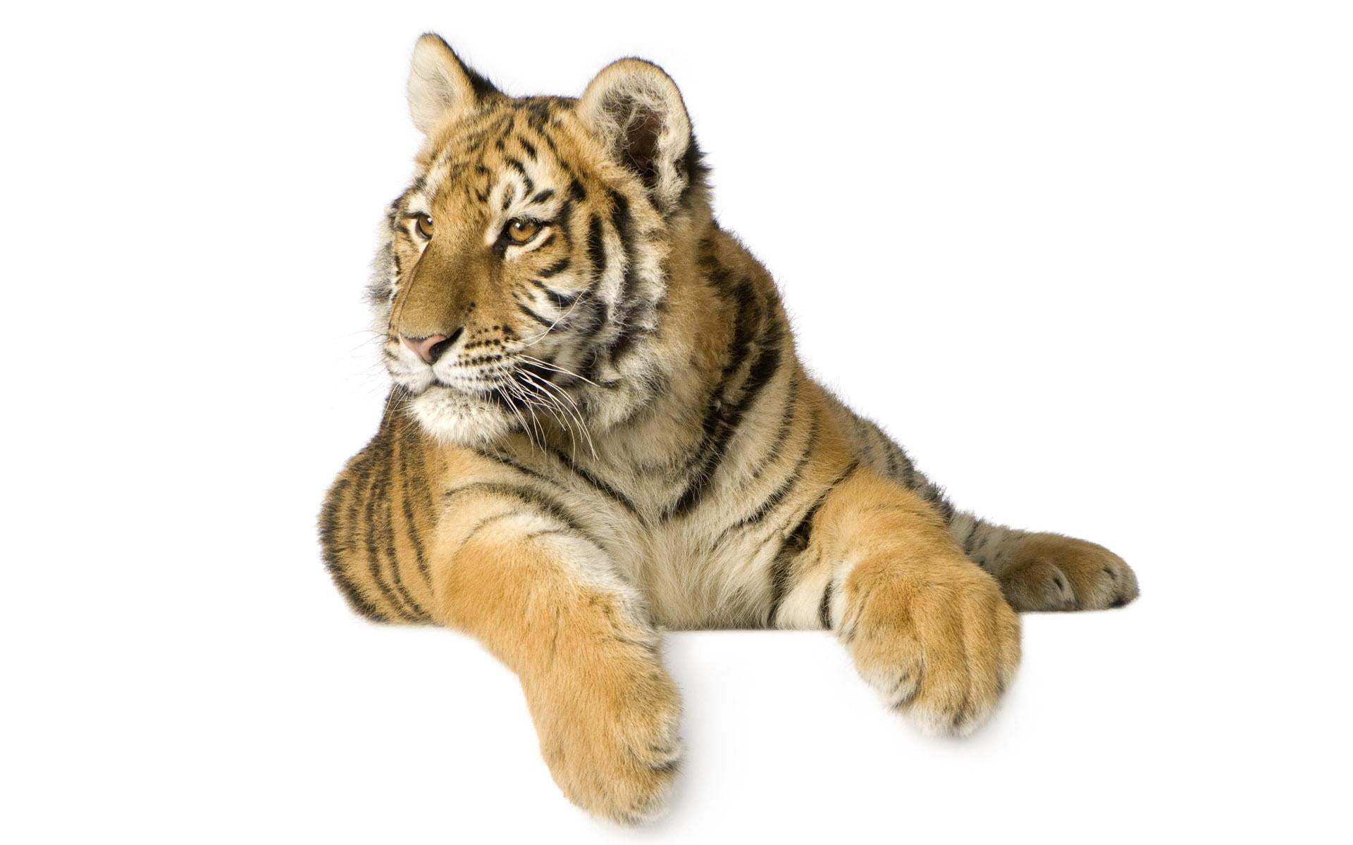 animals In The Wild, animal, bengal Tiger, wildlife, wildcat - Animal, cat, tigris River, domestic animals, nature, cub, portrait, animals Hunting, large, HD Wallpaper