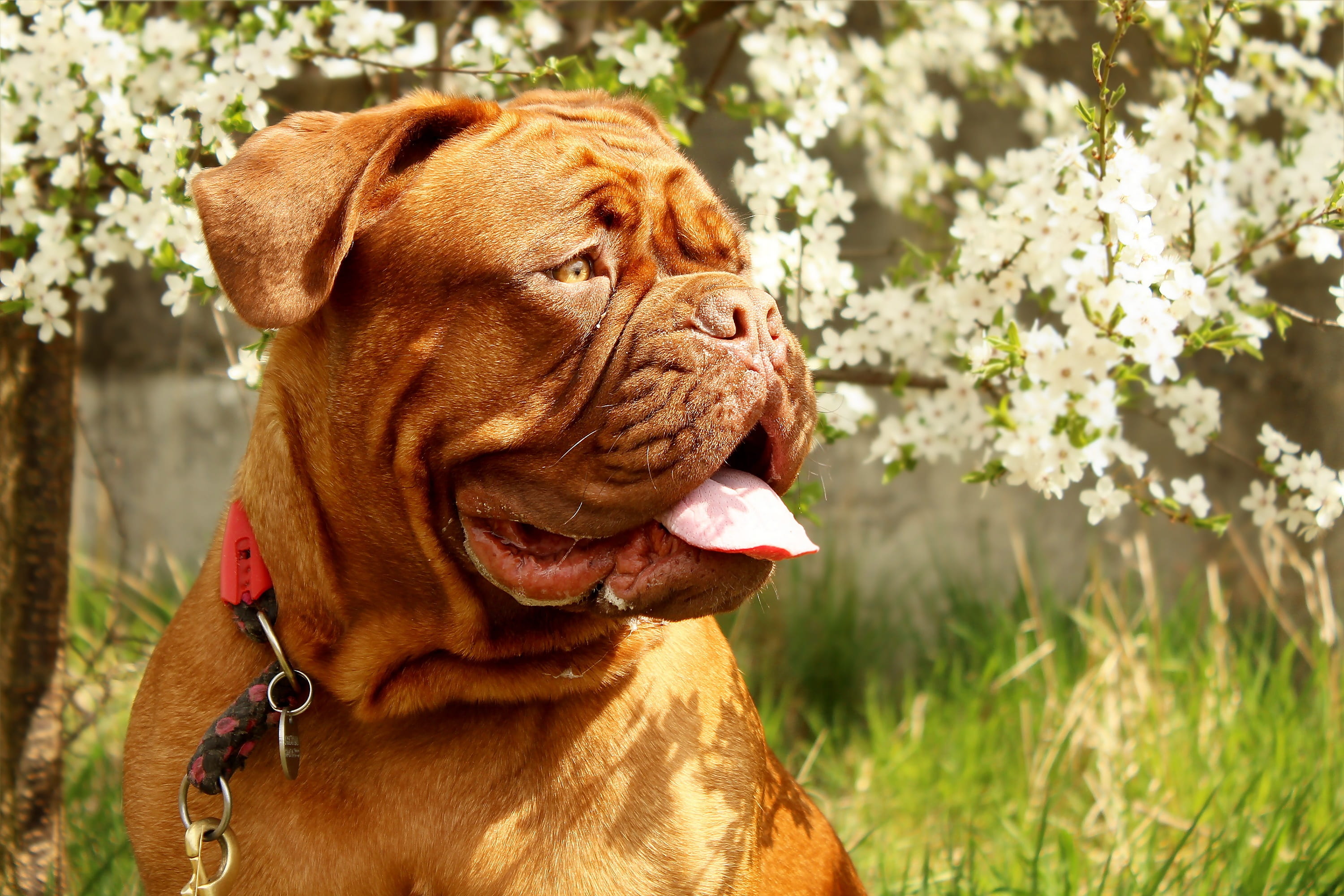 domestic, mouth open, animal tongue, beast, dogue de bordeaux, dog, pug, canine, close-up, close, photography, pets, plant, no people, 2K, romance, vertebrate, HD Wallpaper