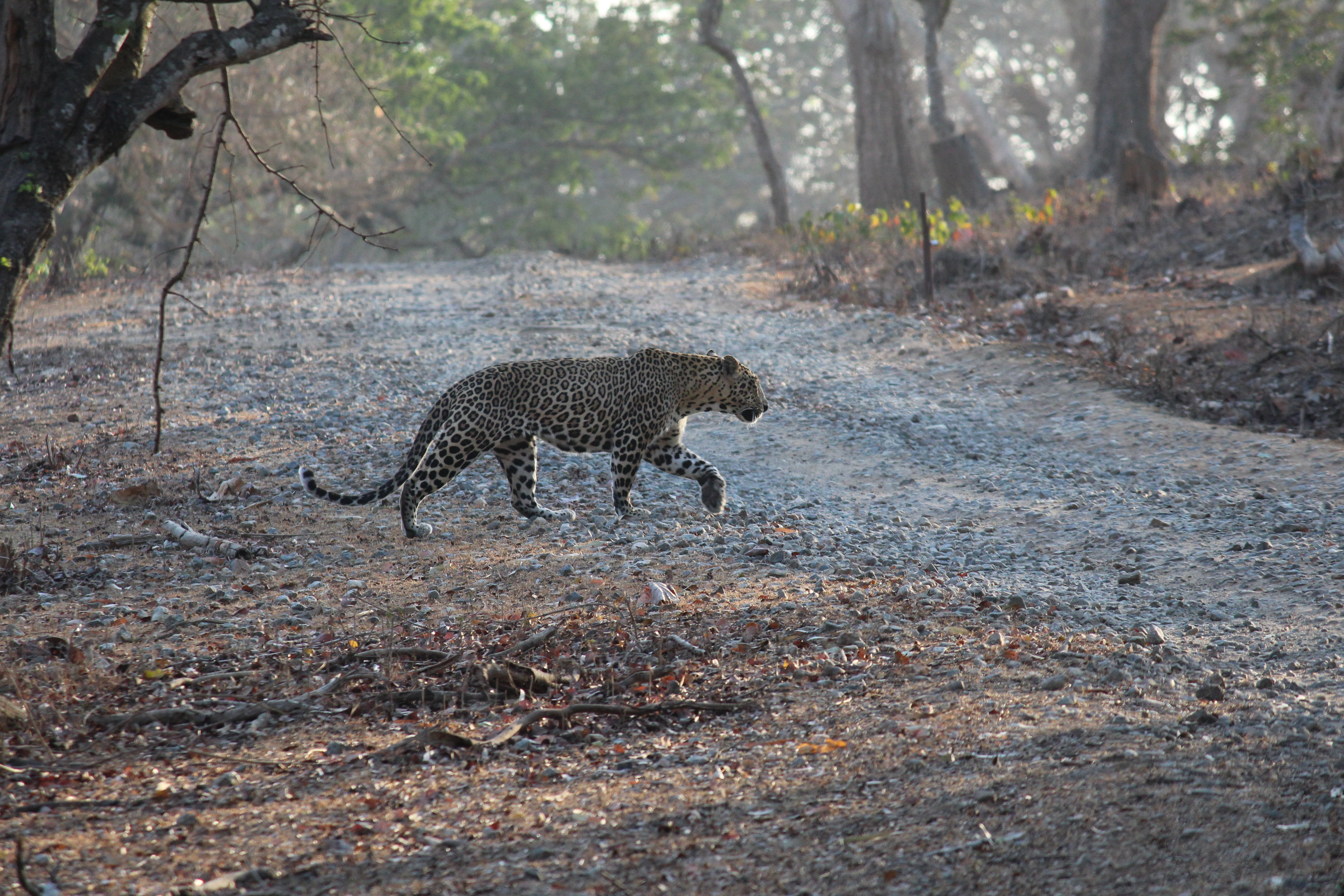 animal themes, jungle, mammal, no people, animal, side view, vertebrate, leopard, wildlife, prowl, tree, outdoors, walking, one animal, land, animals in the wild, HD Wallpaper