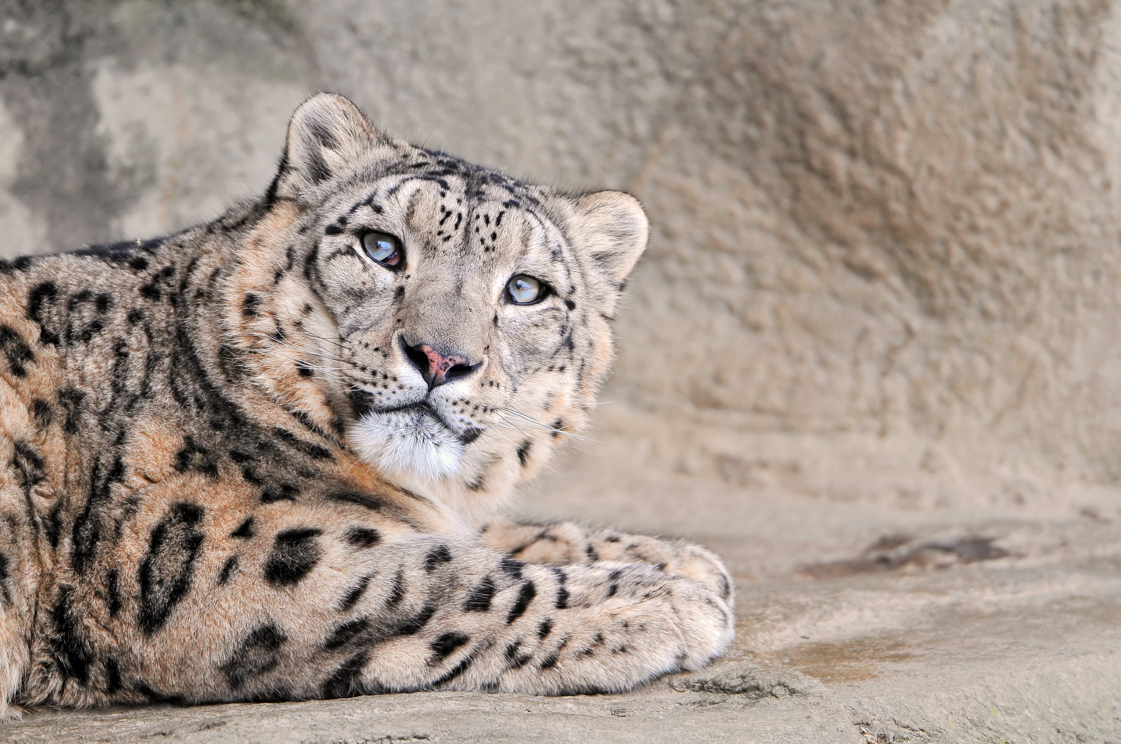 animal Head, danger, kind, face, big Cat, 4K, animal wildlife, feline, outdoors, lying down, carnivora, wildlife, extinct, staring, animal, mammal, animals In The Wild, HD Wallpaper