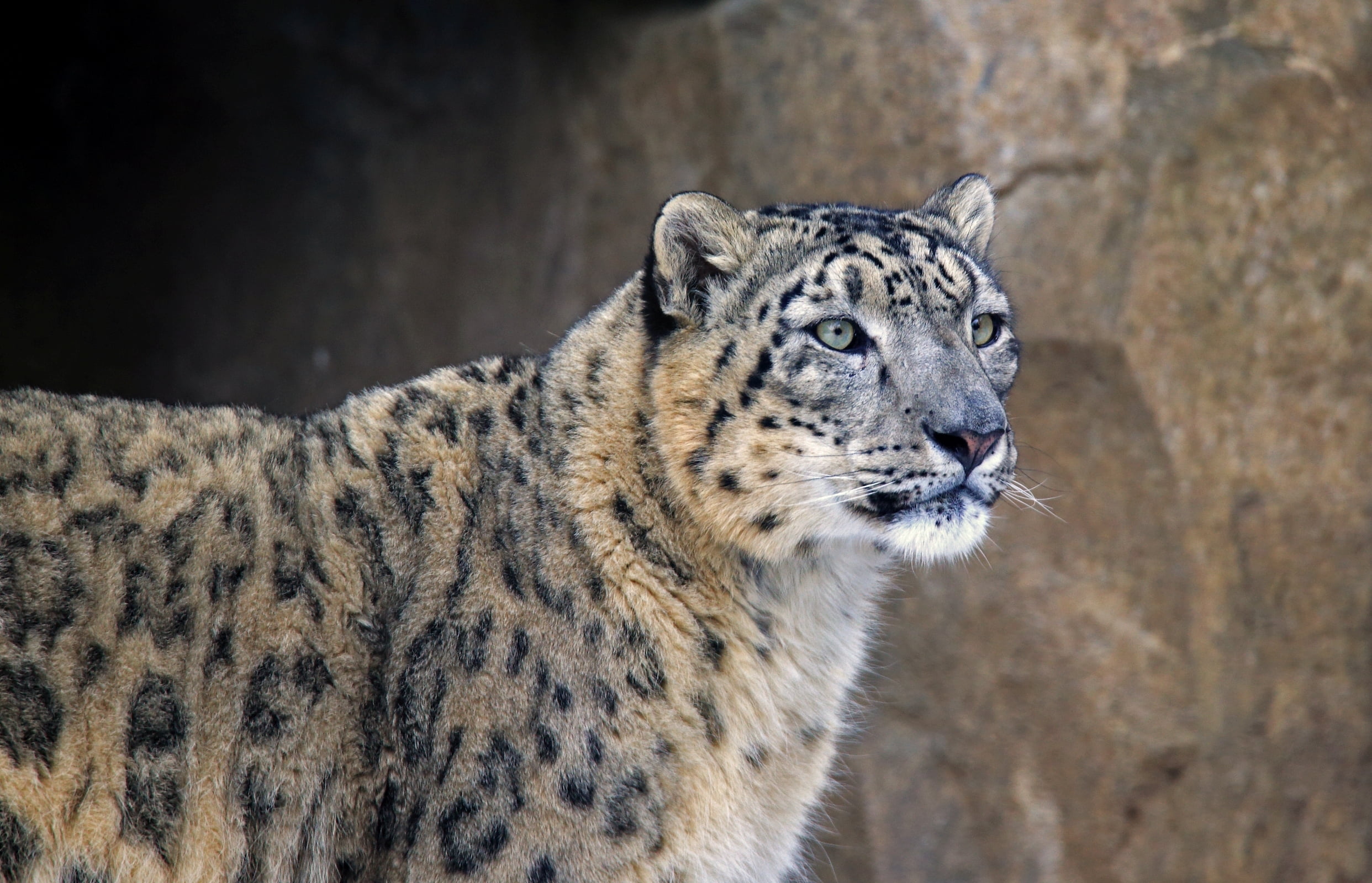 vertebrate, endangered Species, carnivore, mammal, animal wildlife, looking away, carnivora, undomesticated Cat, one Animal, black, focus on foreground, HD Wallpaper