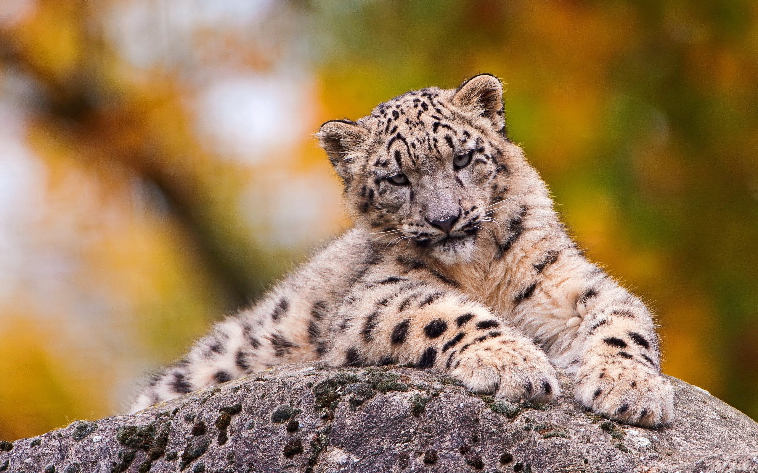 predator, portrait, big Cat, snow leopard, undomesticated Cat, zoo, close-up, feline, majestic, day, relaxation, wildlife Reserve, mammal, fur, no People, HD Wallpaper