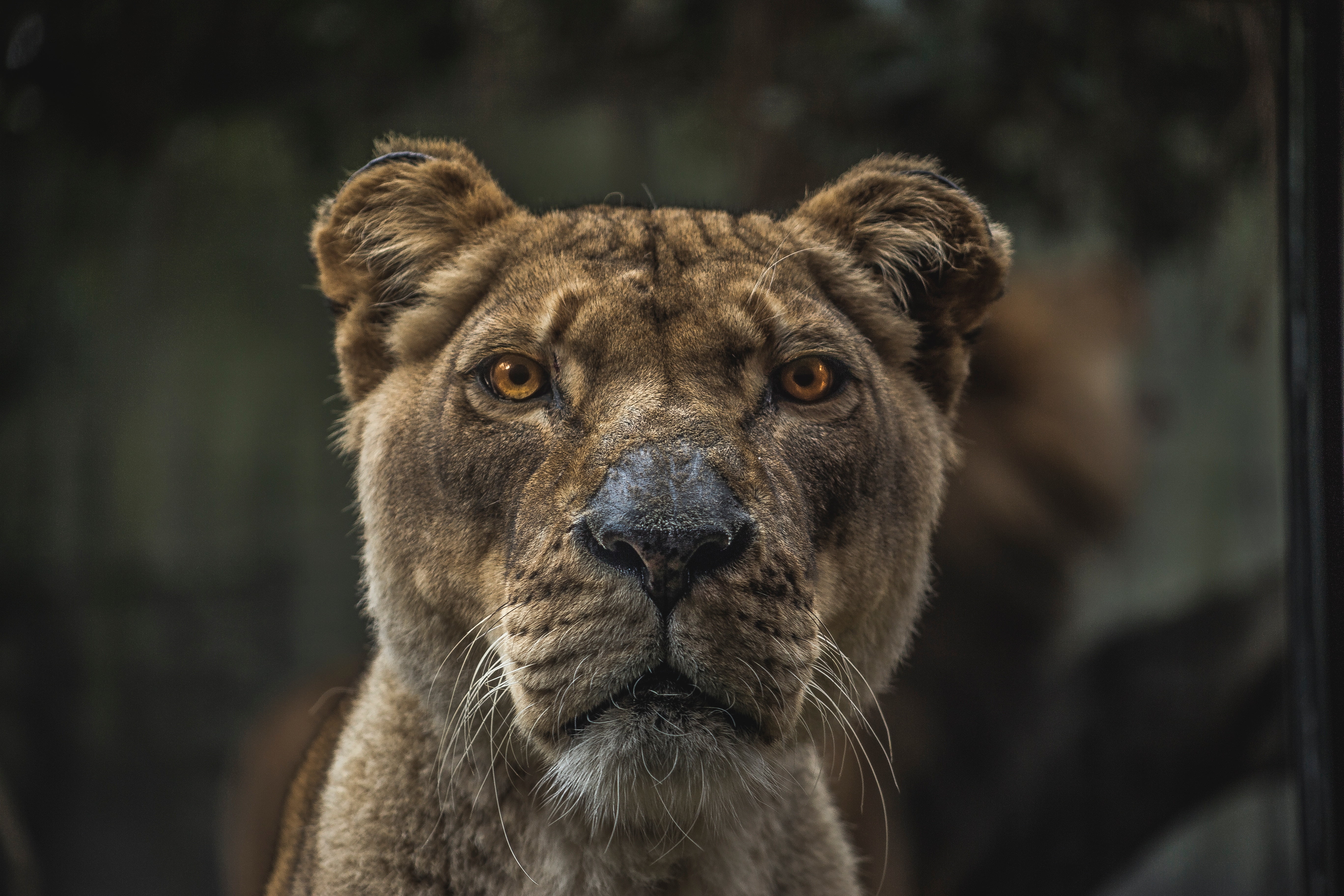 animals Hunting, animal themes, outdoors, undomesticated Cat, prowling, predator, 5K, look, close-up, safari Animals, animal body part, muzzle, lioness, HD Wallpaper
