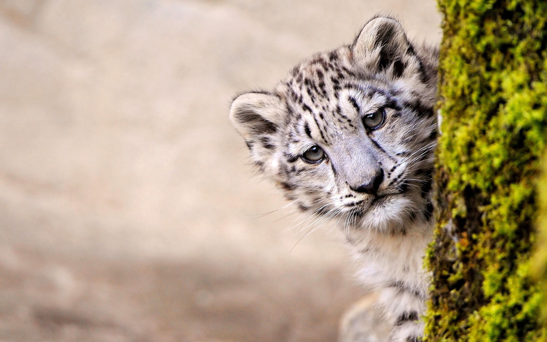 human Face, beauty In Nature, 1080P, tree, animal wildlife, no People, carnivore, snow leopard, wildcat - Animal, whisker, leopard, look out, wildlife, HD Wallpaper