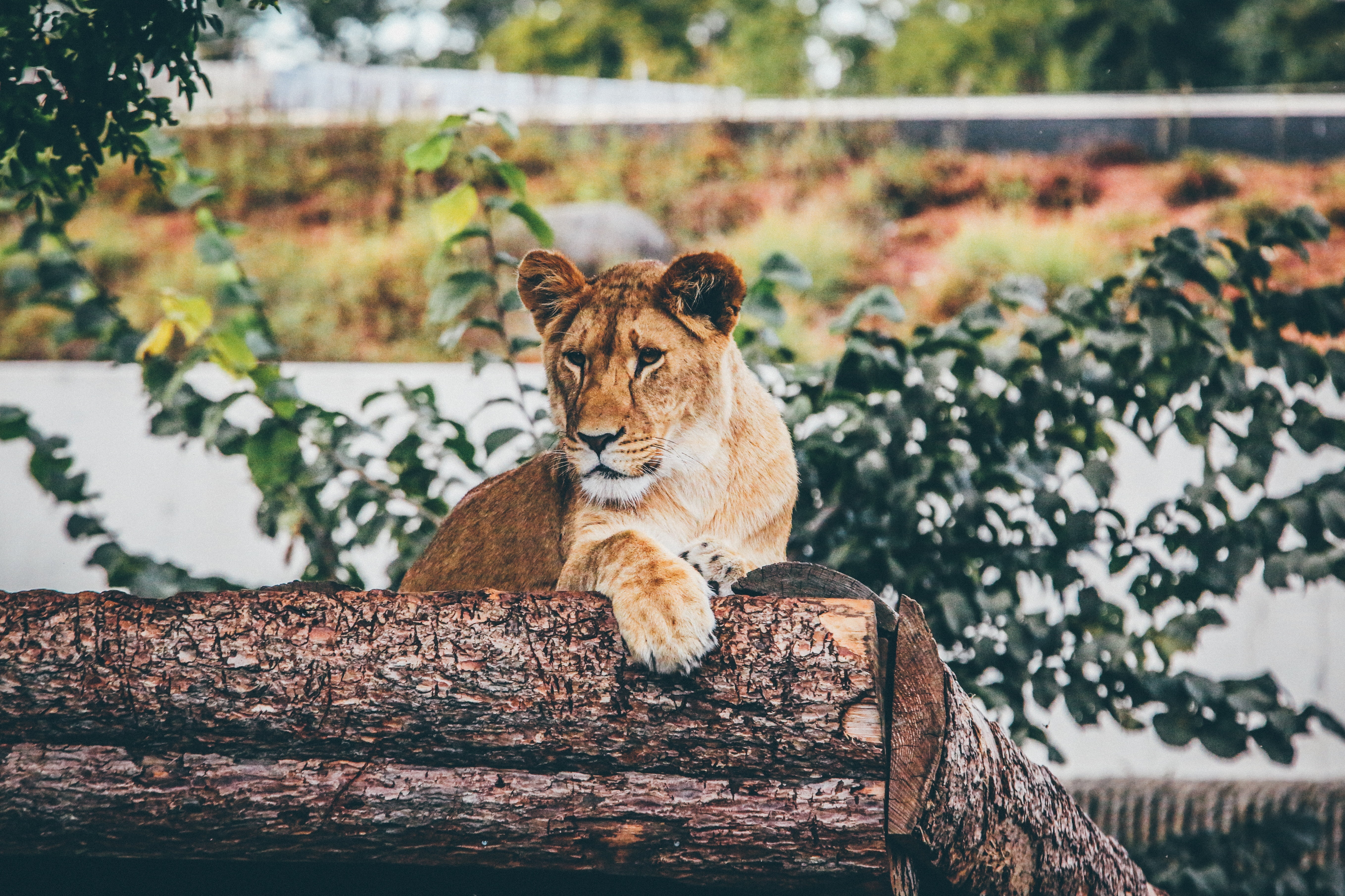 animals Hunting, danger, sitting, pets, africa, day, beauty In Nature, big Cat, prowling, relaxation, animals And Pets, zoo, animals In The Wild, majestic, HD Wallpaper