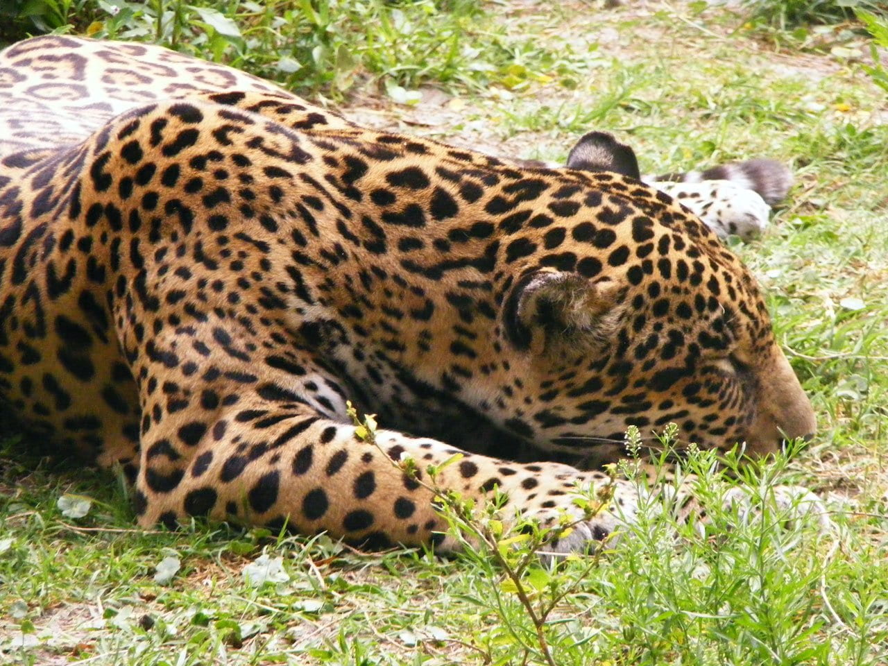 bengal, carnivore, feline, spot, land, no people, relaxation, safari, ground, aggressive, one animal, panthera, panther, bite, wildlife, tiger, spotted, HD Wallpaper
