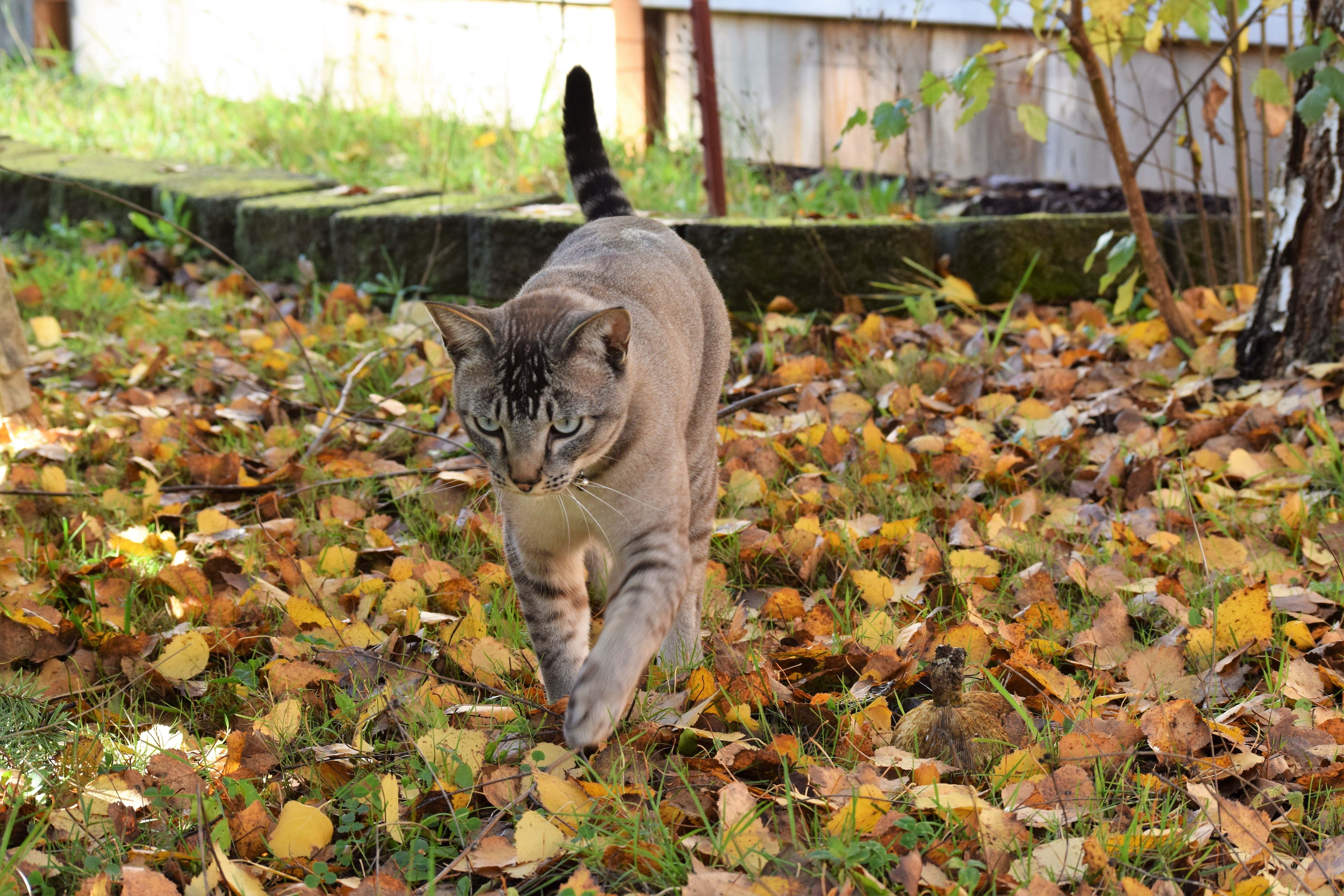 day, domestic cat, domestic animals, land, no people, outdoors, animal themes, focused, hunter, autumn, animal, whisker, domestic, prowling, plant, fall, HD Wallpaper