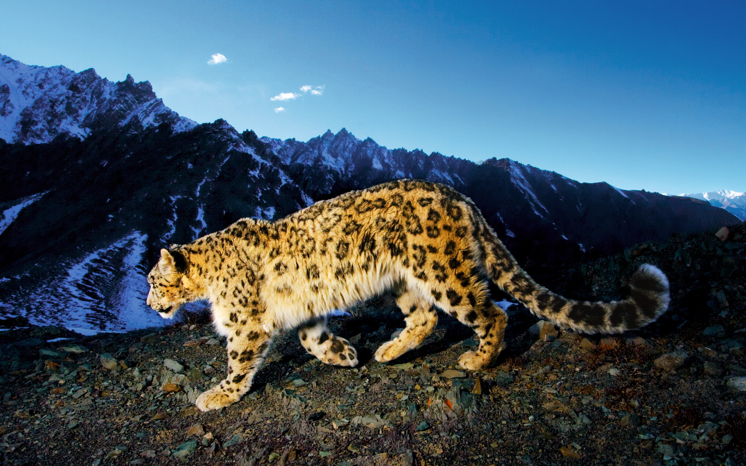 2K, Prowl, snow, leopard, HD Wallpaper