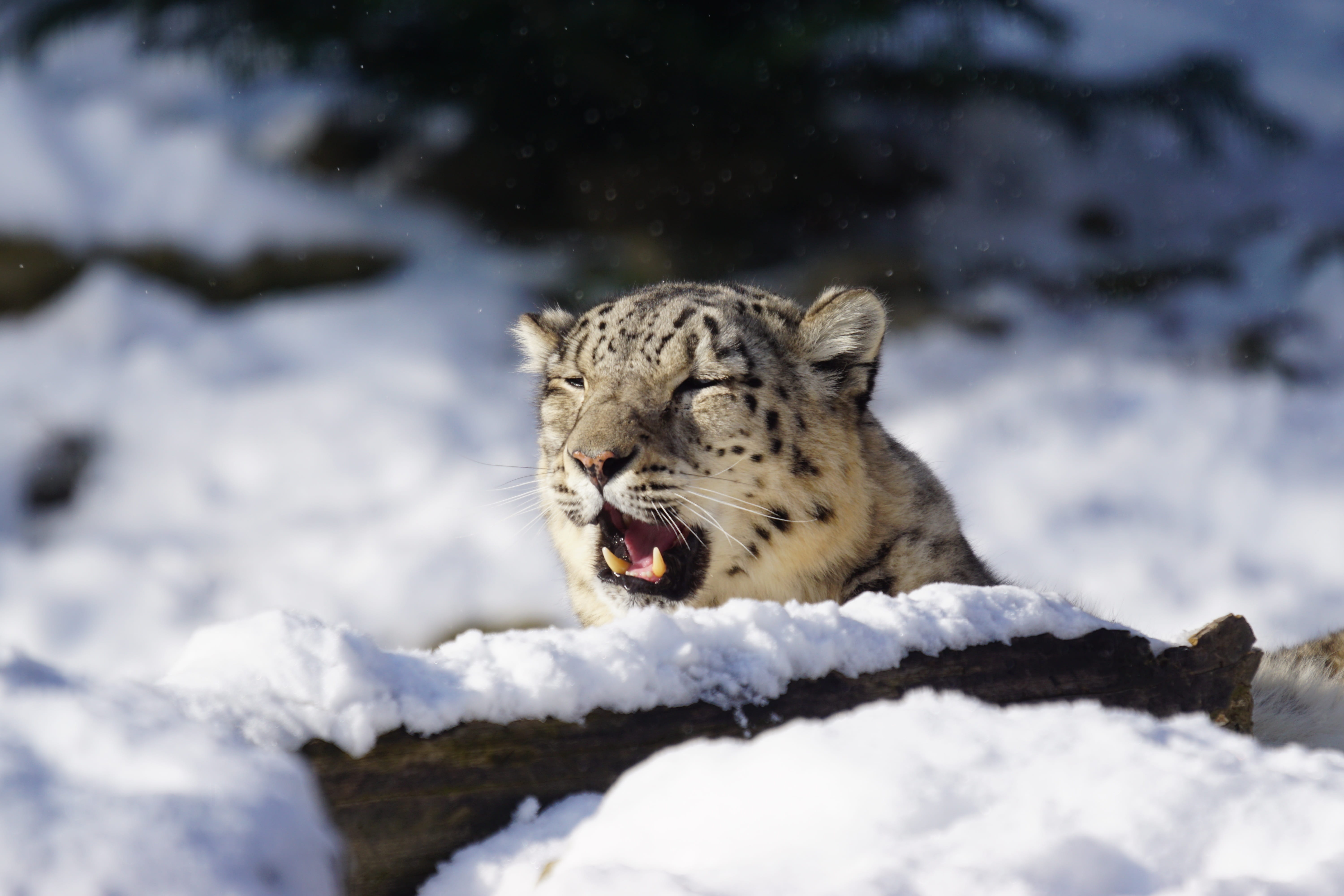 animal Head, 5K, animal, day, winter, no people, animals In The Wild, cold, mouth, feline, carnivore, tiger, Mammal, danger, large, big Cat, one animal, HD Wallpaper