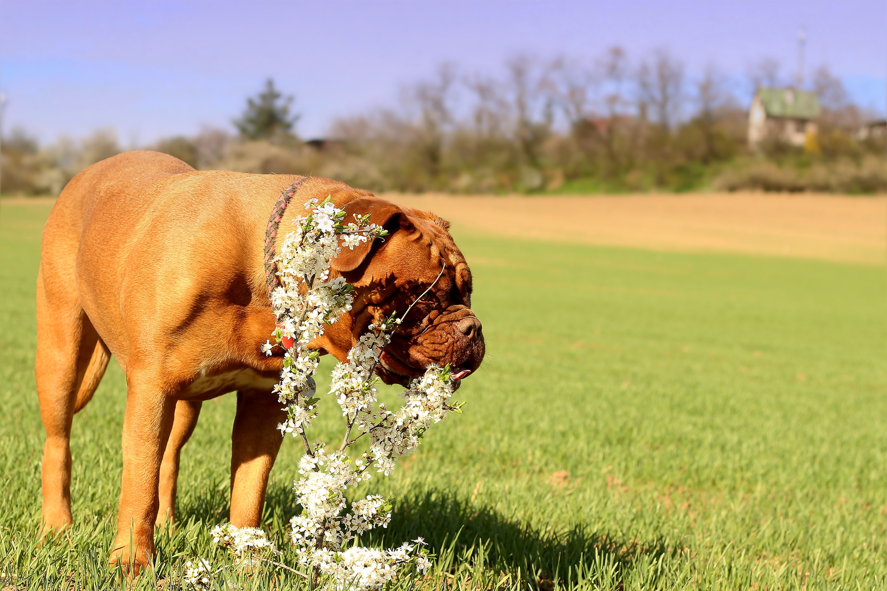 beast, domestic, plant, flowers, land, landscape, domestic animals, vertebrate, one animal, french mastiff, outdoors, animal, focus on foreground, dogue de bordeaux, HD Wallpaper