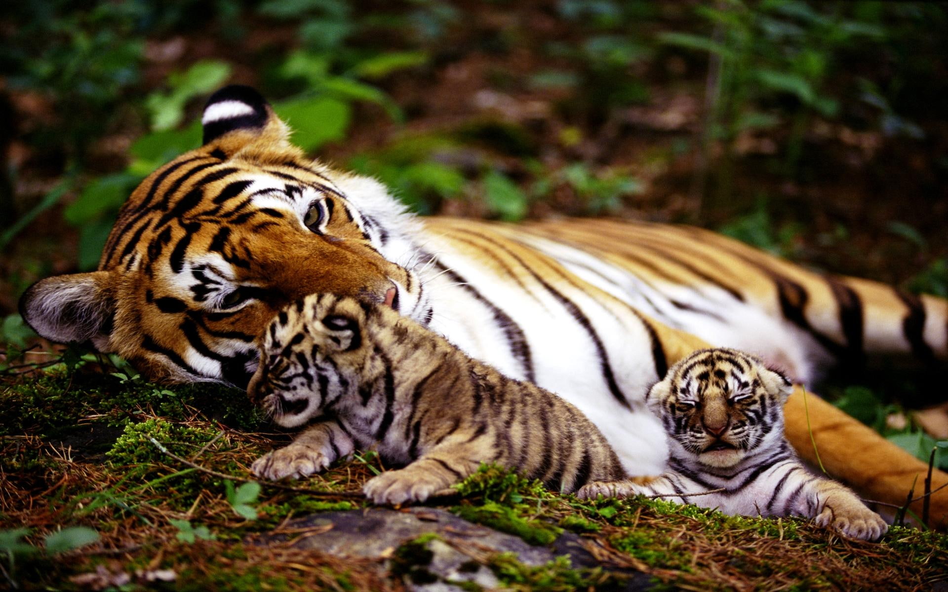 siberian, cubs, mother, family, tiger, royal, animals, 1080P, HD Wallpaper