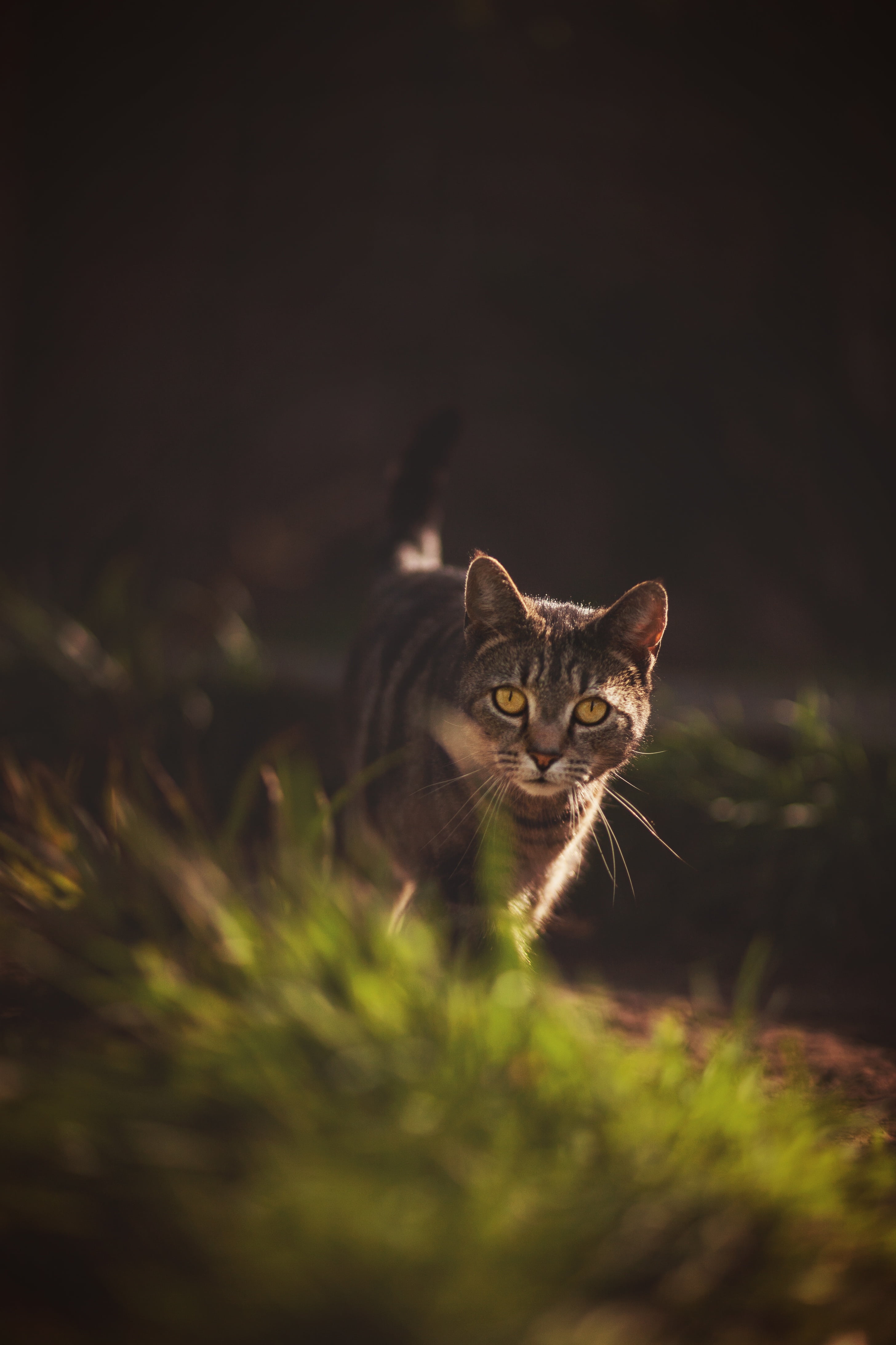 prowling, mammal, feline, domestic animals, cat, plant, female, garden, selective focus, light, pets, domestic, animal themes, prowl, nature, hunter, predator, Phone HD Wallpaper