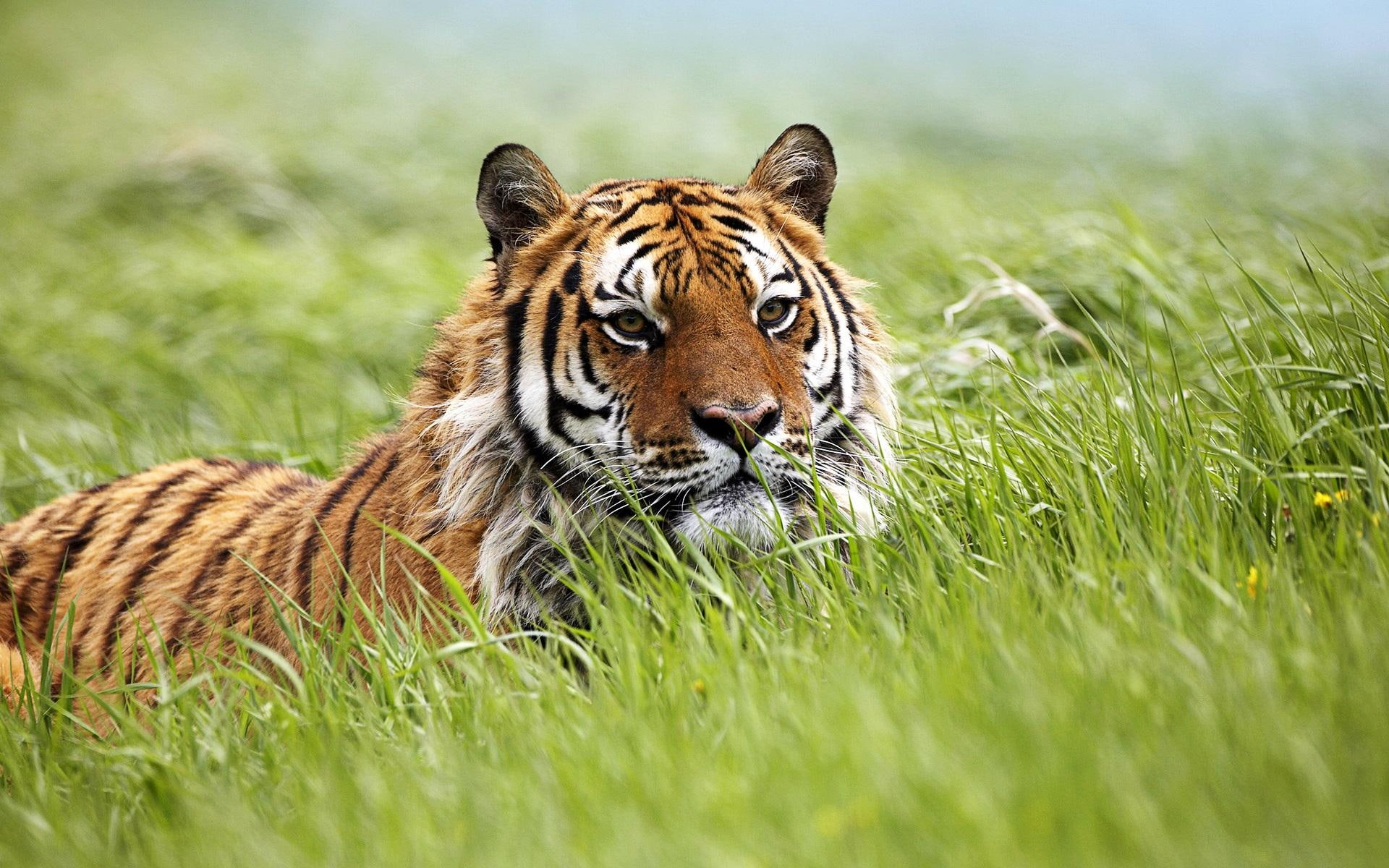amazing, 1080P, tigers, tiger, siberian, HD Wallpaper