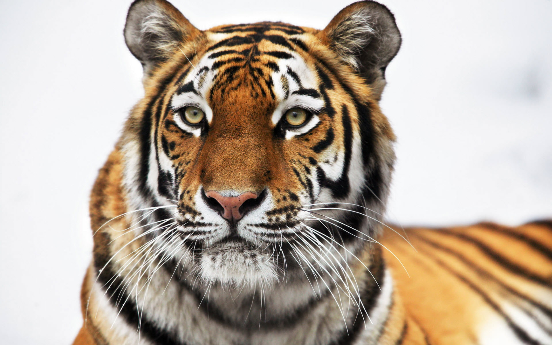 tiger, 1080P, siberian, HD Wallpaper