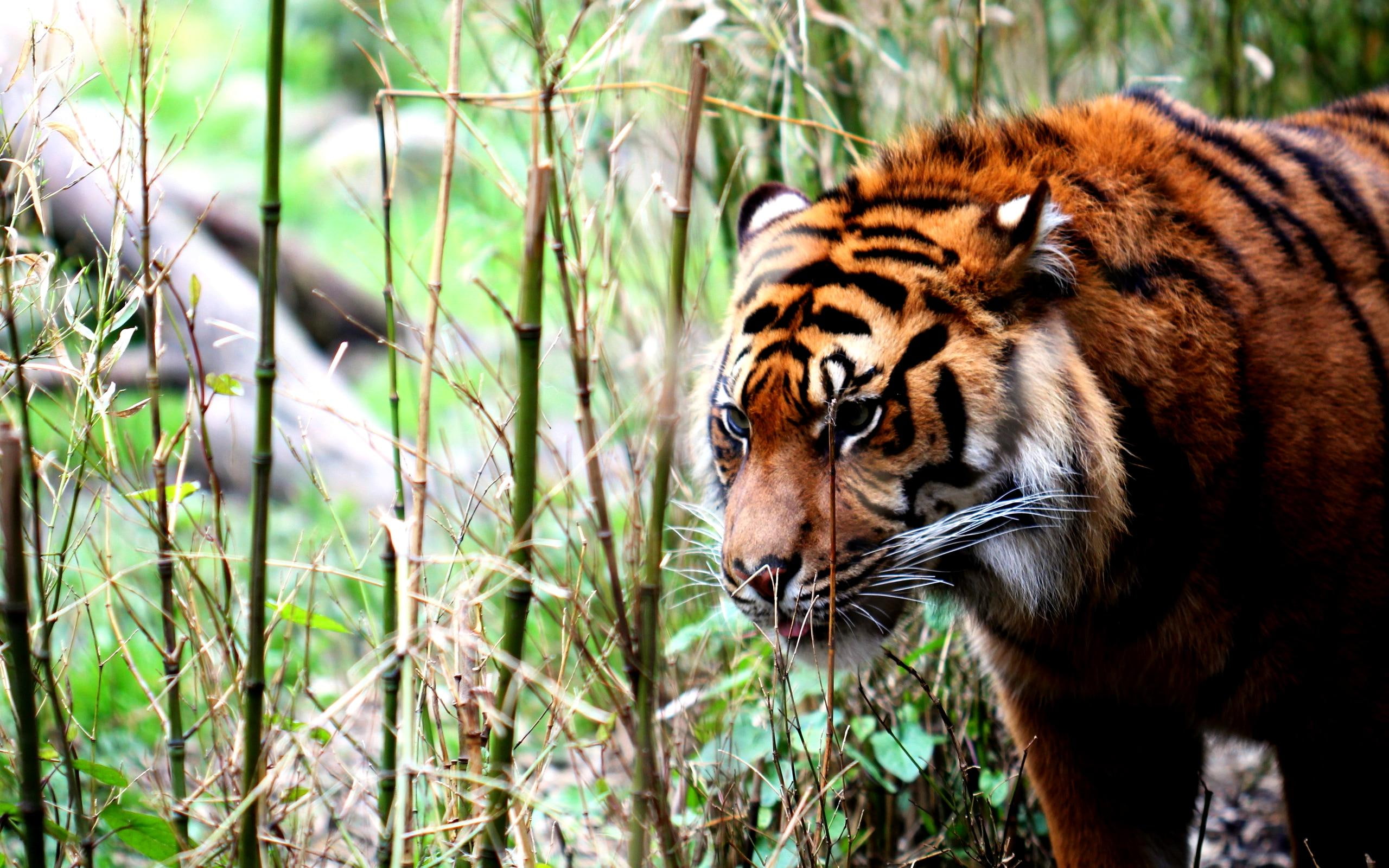 photo, beauty, 2K, bamboo, siberian, leaves, walking, animals, tiger, hunter, powerful, predator, HD Wallpaper