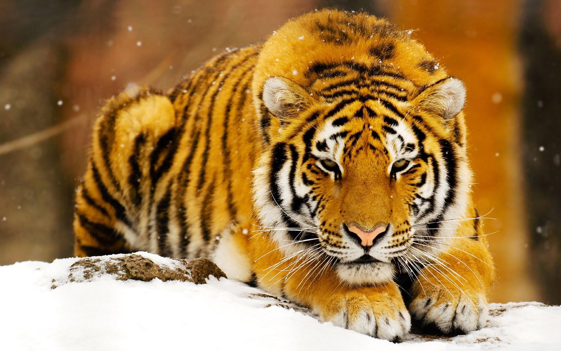siberian, tiger, 1080P, snow, HD Wallpaper