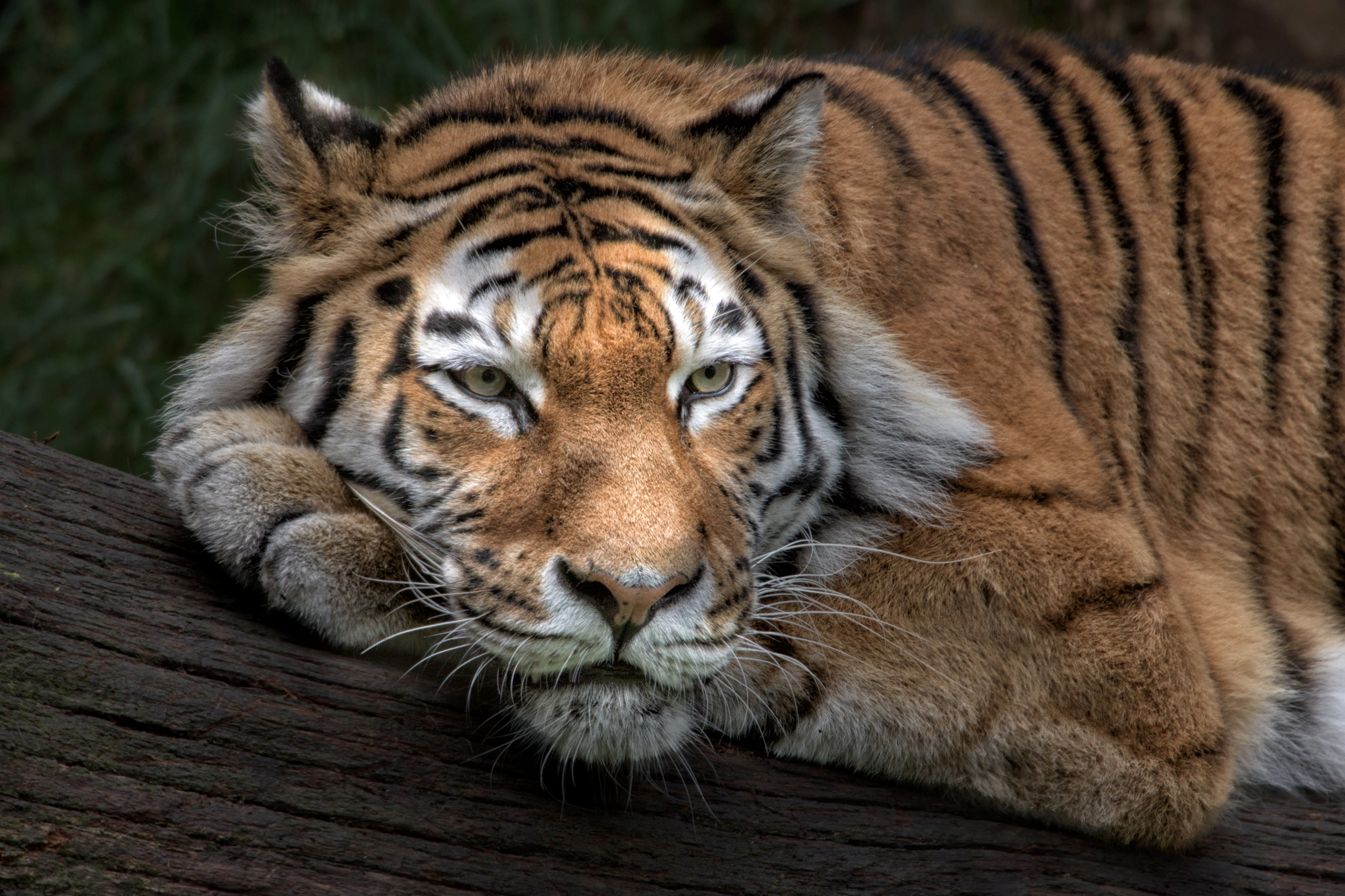 2K, Siberian tiger, Amur tiger, HD Wallpaper