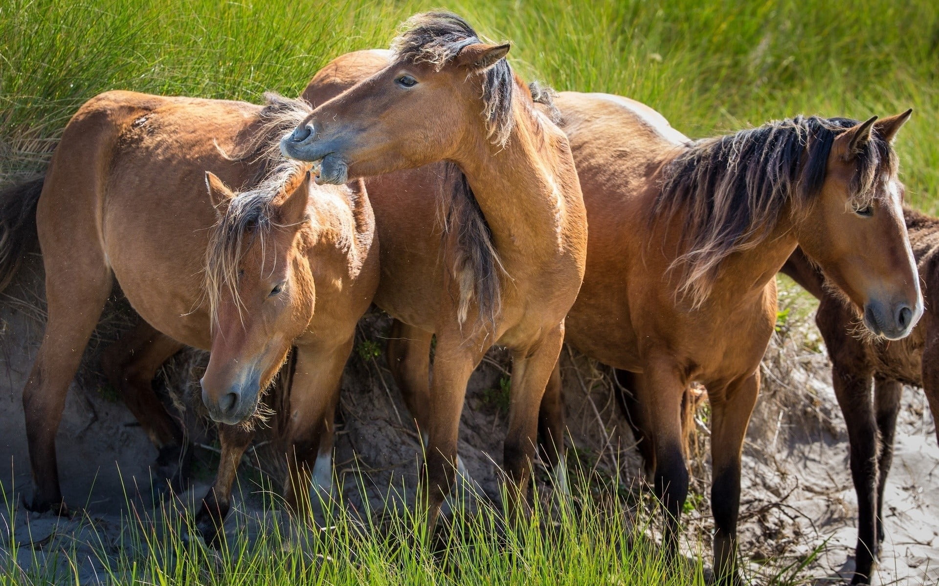 group of animals, land, domestic, mammal, animal family, outdoors, grass, vertebrate, 1080P, plant, standing, brown, animal themes, horse, animals, herbivorous, HD Wallpaper
