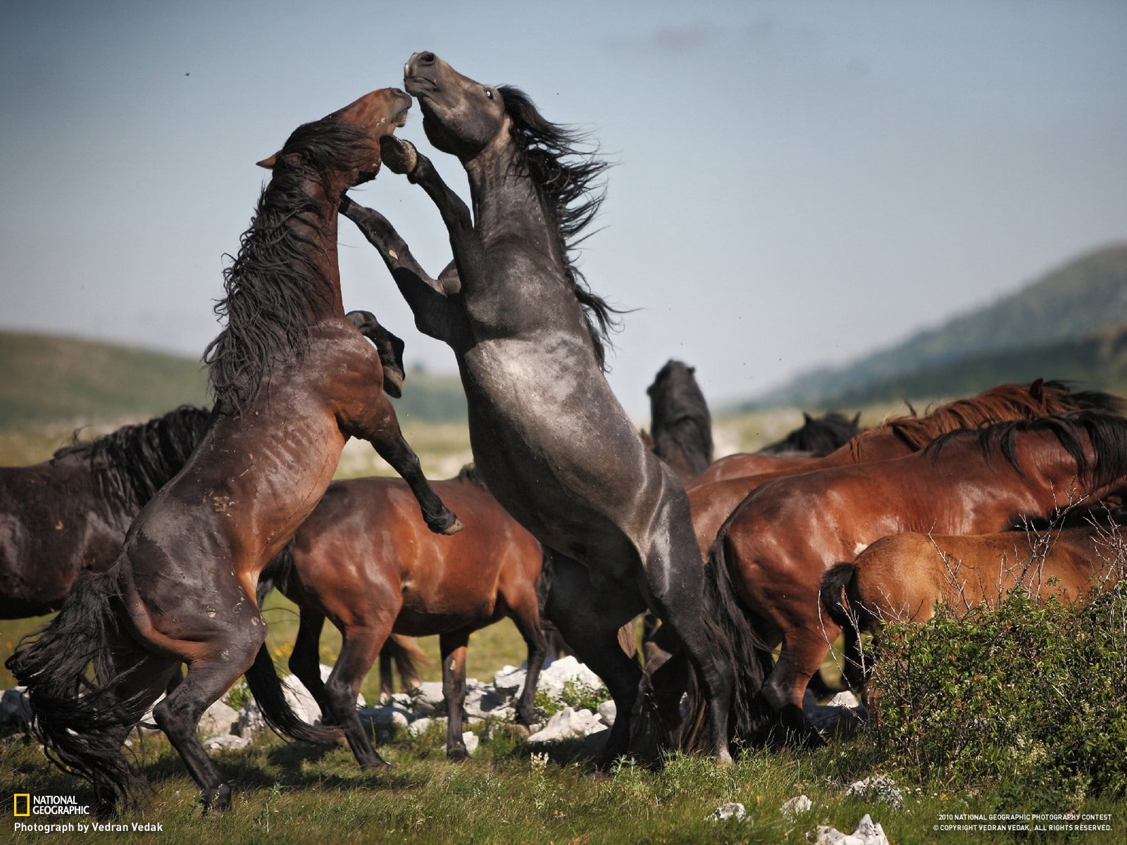 day, herbivorous, group of animals, horse, nature, land, animal, animal wildlife, domestic animals, togetherness, mammal, grass, livestock, animals in the wild, HD Wallpaper