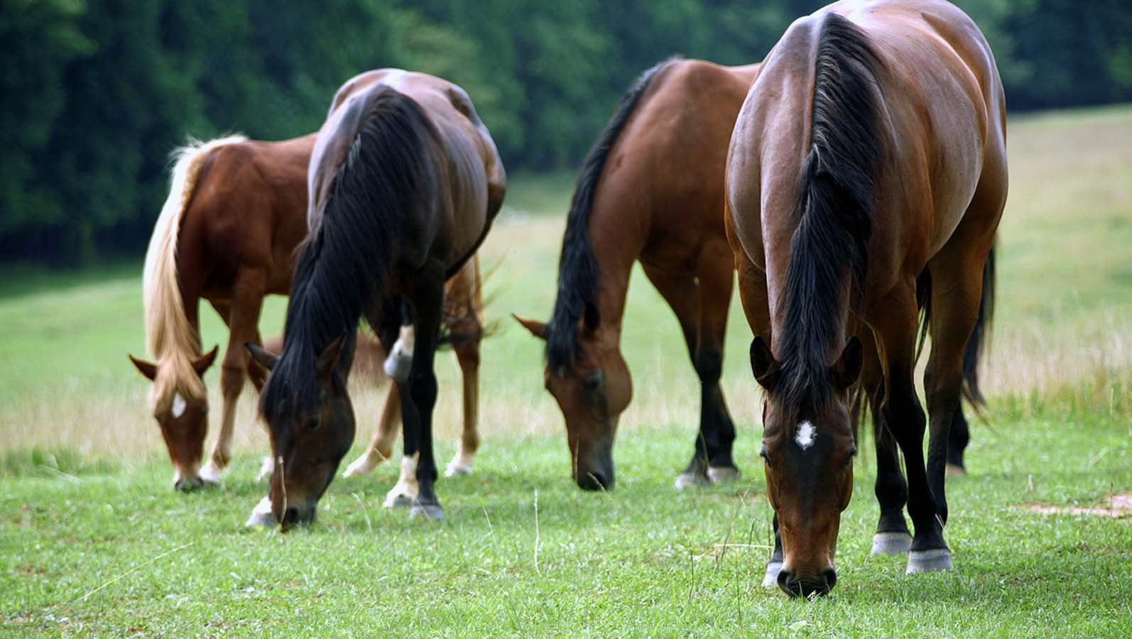 animal wildlife, agriculture, animal family, vertebrate, brown, livestock, horse, 720P, domestic, herbivorous, grazing, grass, horses, domestic animals, HD Wallpaper