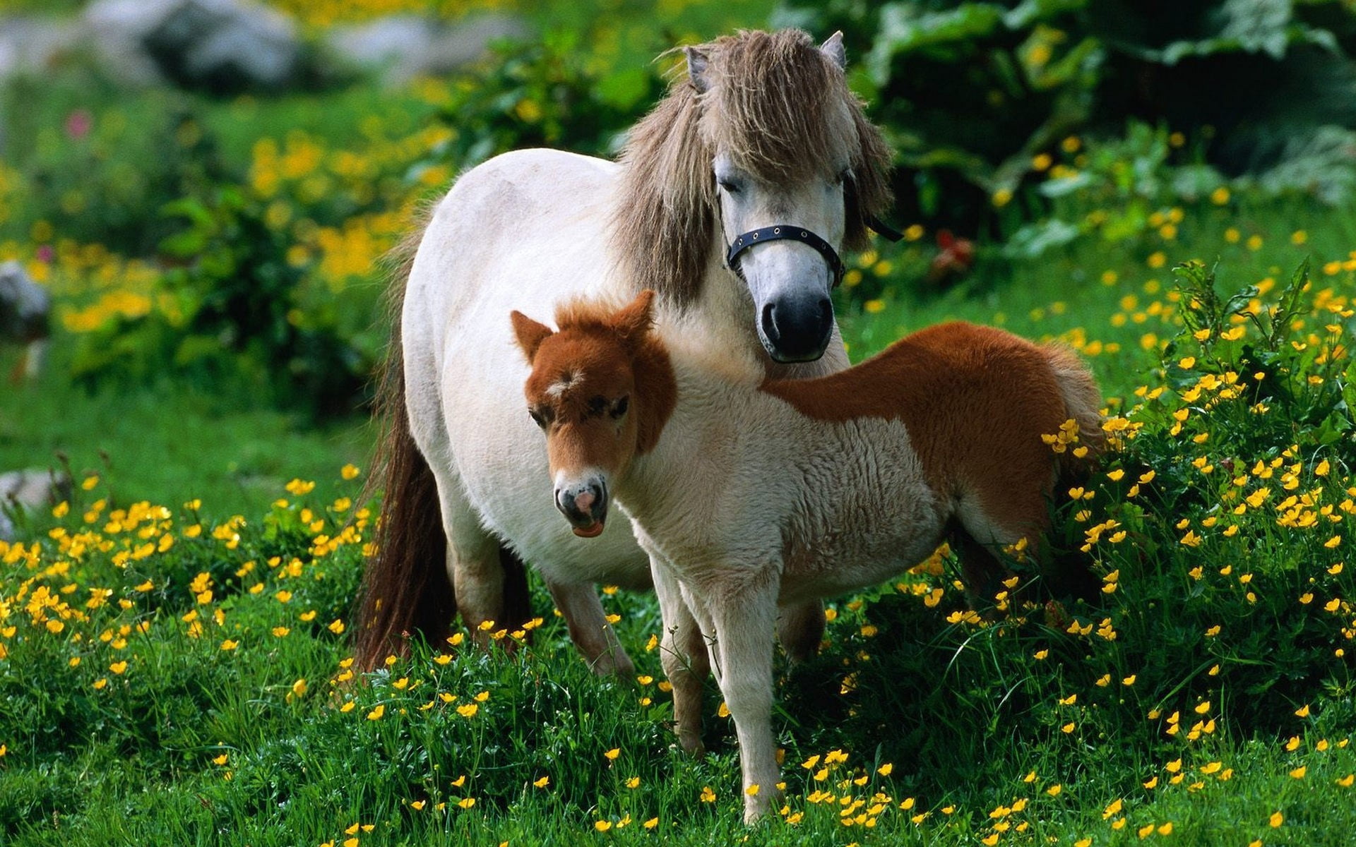land, domestic Animals, agriculture, pets, mammal, herbivorous, grass, 1080P, pony, two animals, animal family, beauty In Nature, flower, springtime, outdoors, HD Wallpaper