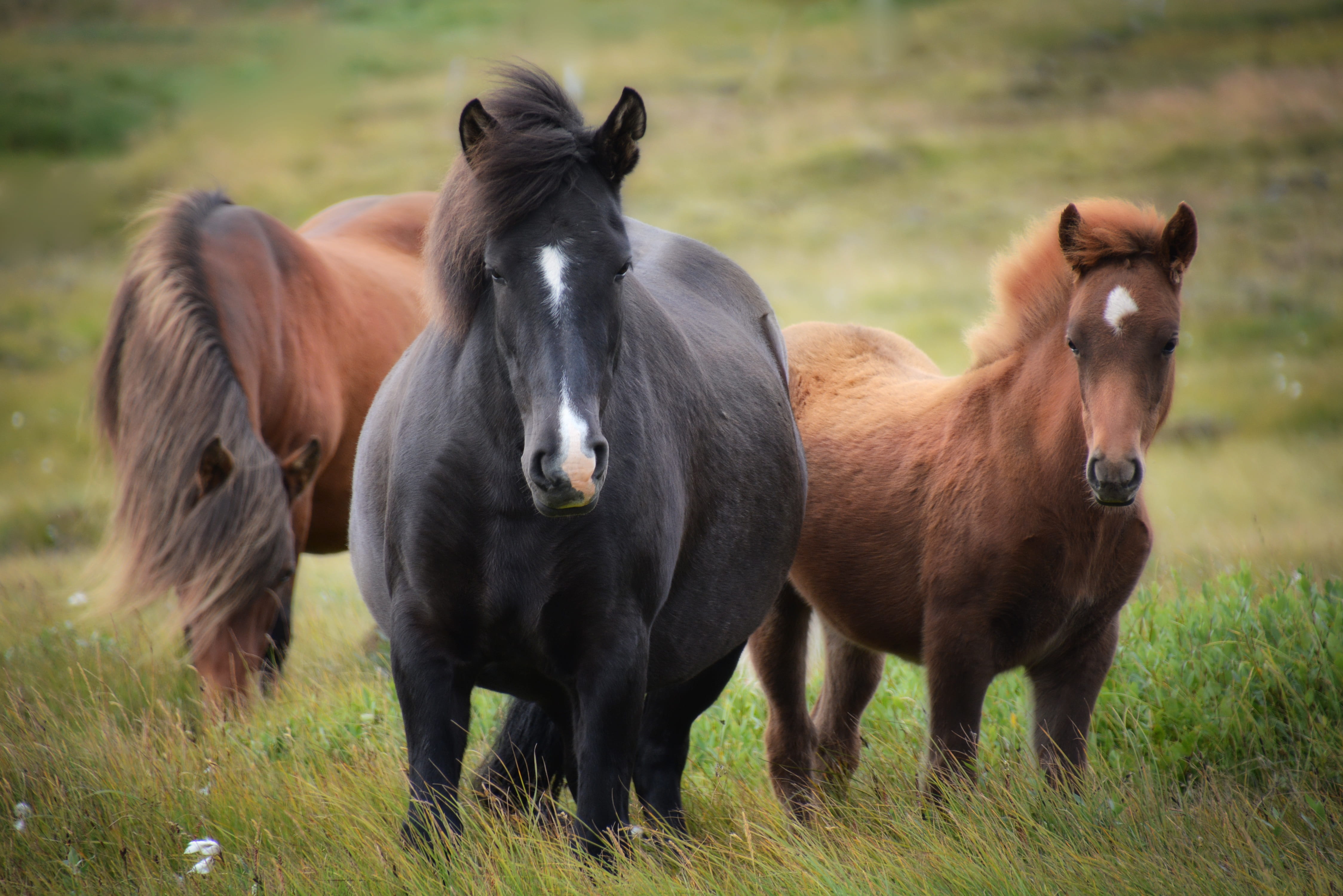 animal themes, focus, iceland horse, two, brown, group of animals, fuchs, photography, plant, livestock, mare, no people, animal, foal, domestic, green, HD Wallpaper