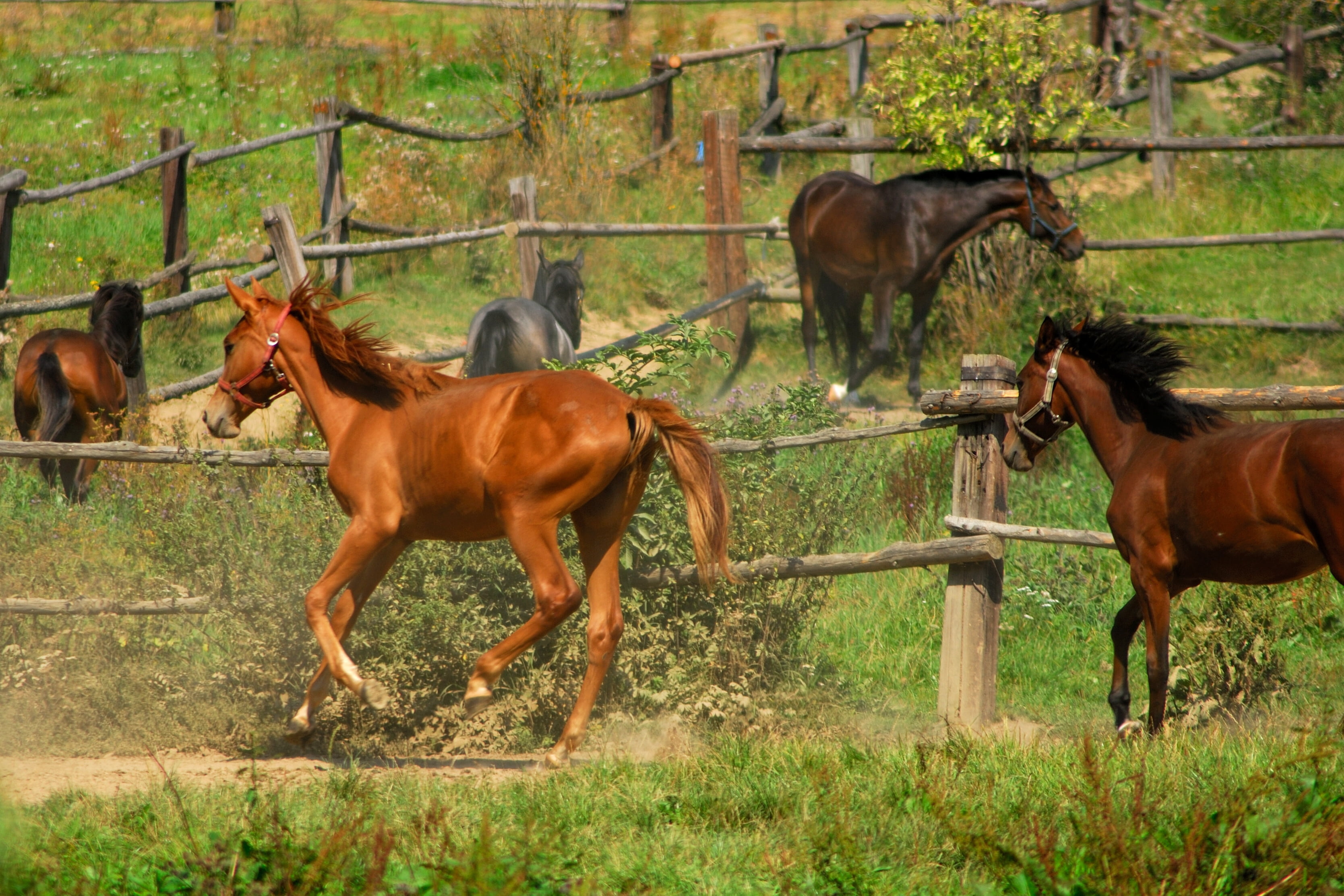 animal, no people, land, running, riding, nature, field, paddock, beauty In Nature, summer, brown, pets, fence, pasture, mare, grass, animal wildlife, chestnut, HD Wallpaper
