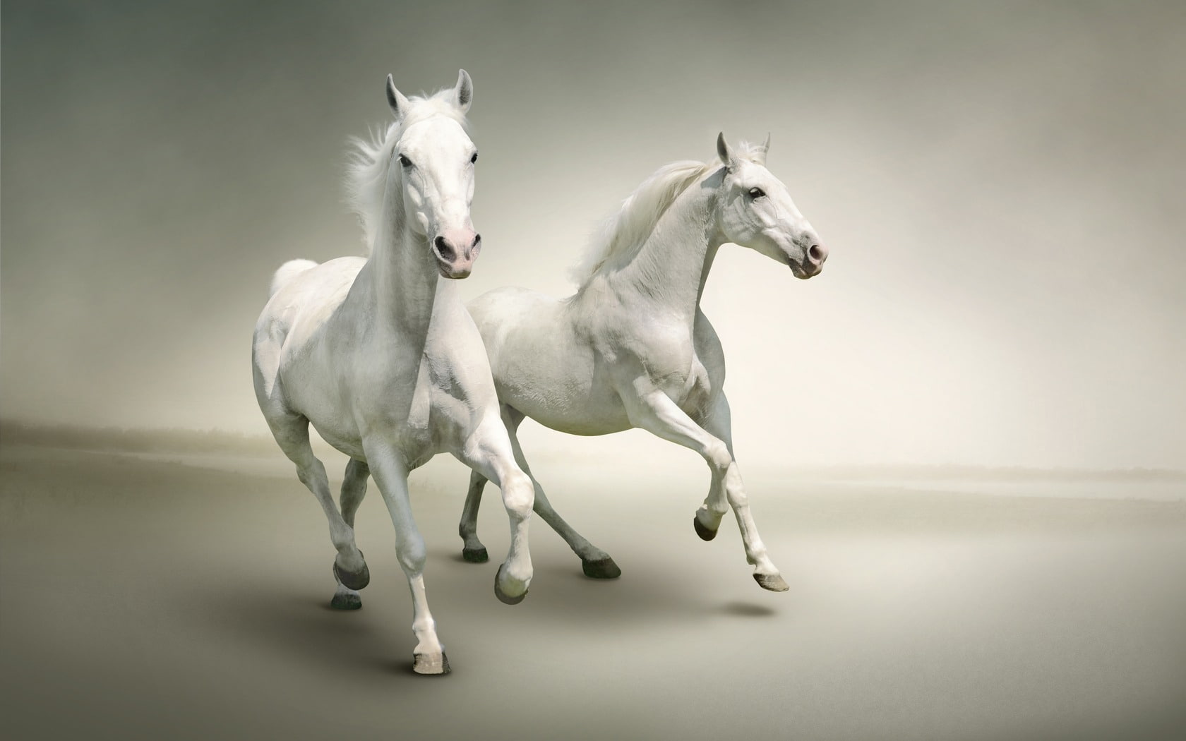 chinese, livestock, animal family, 720P, white color, two, pets, domestic animals, indoors, studio shot, new, mammal, standing, horses, no people, togetherness, HD Wallpaper