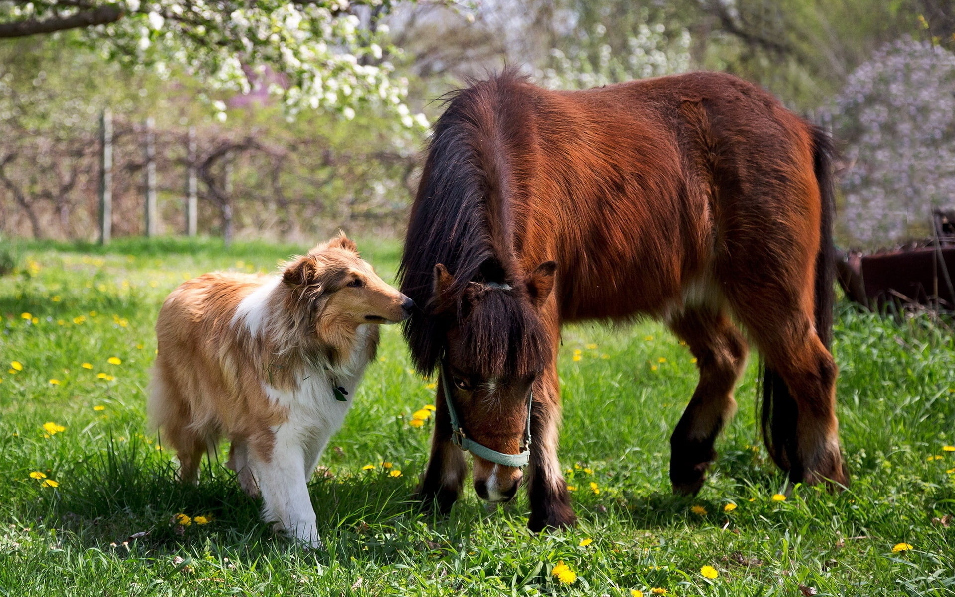 grazing, togetherness, day, group of animals, dog, rural Scene, animal family, animal, cute, animal themes, white, plant, grass, summer, no people, brown, HD Wallpaper