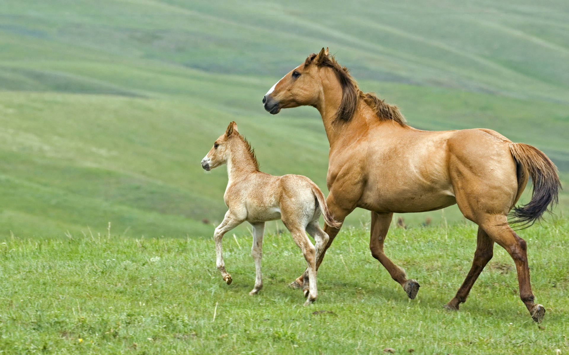 herbivorous, animal family, land, foal, two animals, ranch, pony, pasture, horse, landscape, beauty In Nature, stallion, domestic Animals, two, brown, mammal, HD Wallpaper