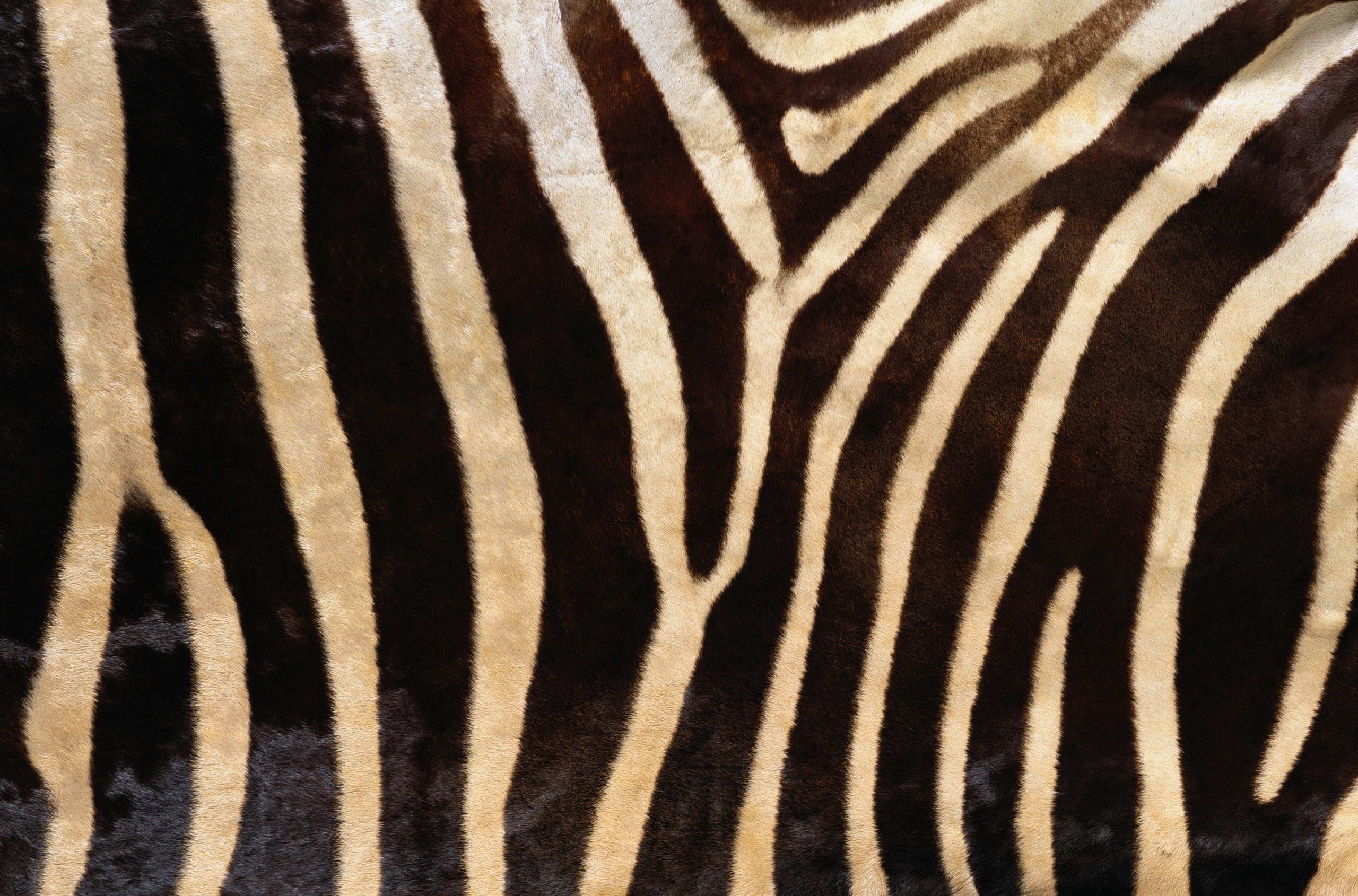 background desktop, herd, kenya, zoo, black, close-up, mammal, full frame, texture, natural Pattern, horse Family, camouflage, wildlife, print, white, sheet, HD Wallpaper