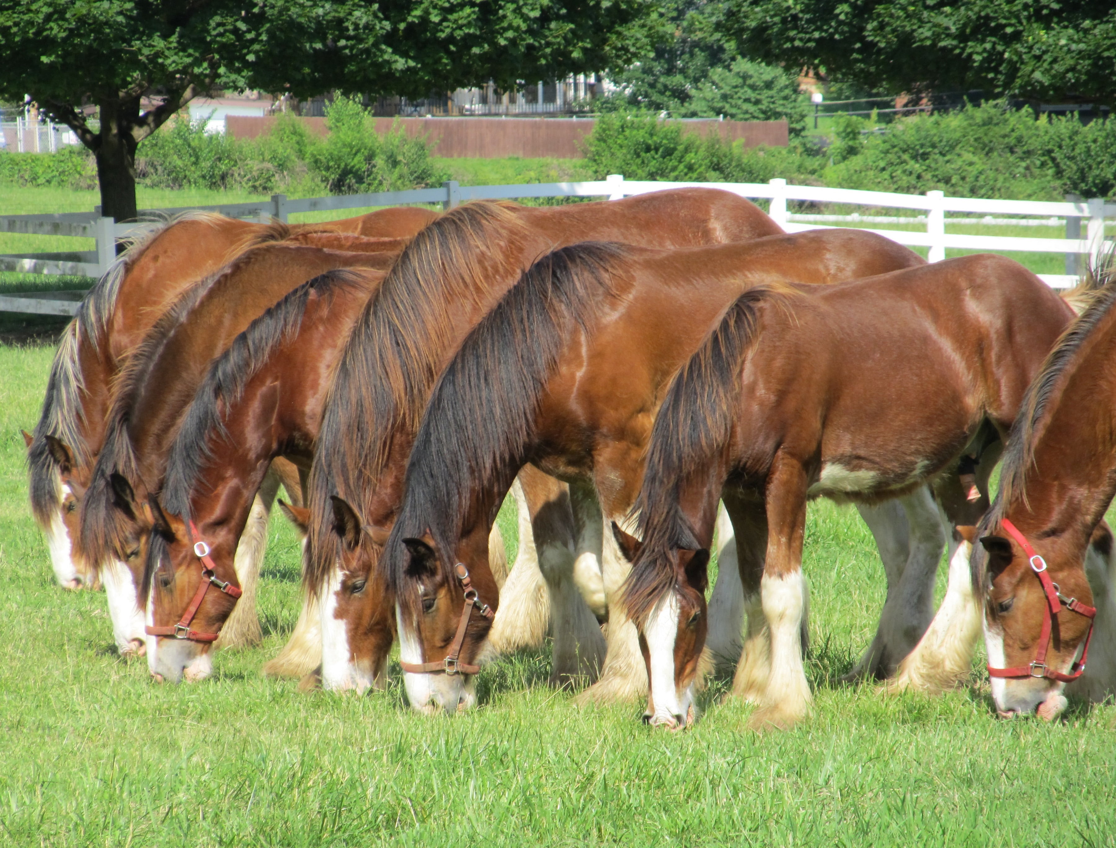 horse, line, mammal, land, field, eating, purebred, horses, 2K, pets, animal, animal family, animal themes, domestic, brown, day, corral, outdoors, plant, HD Wallpaper