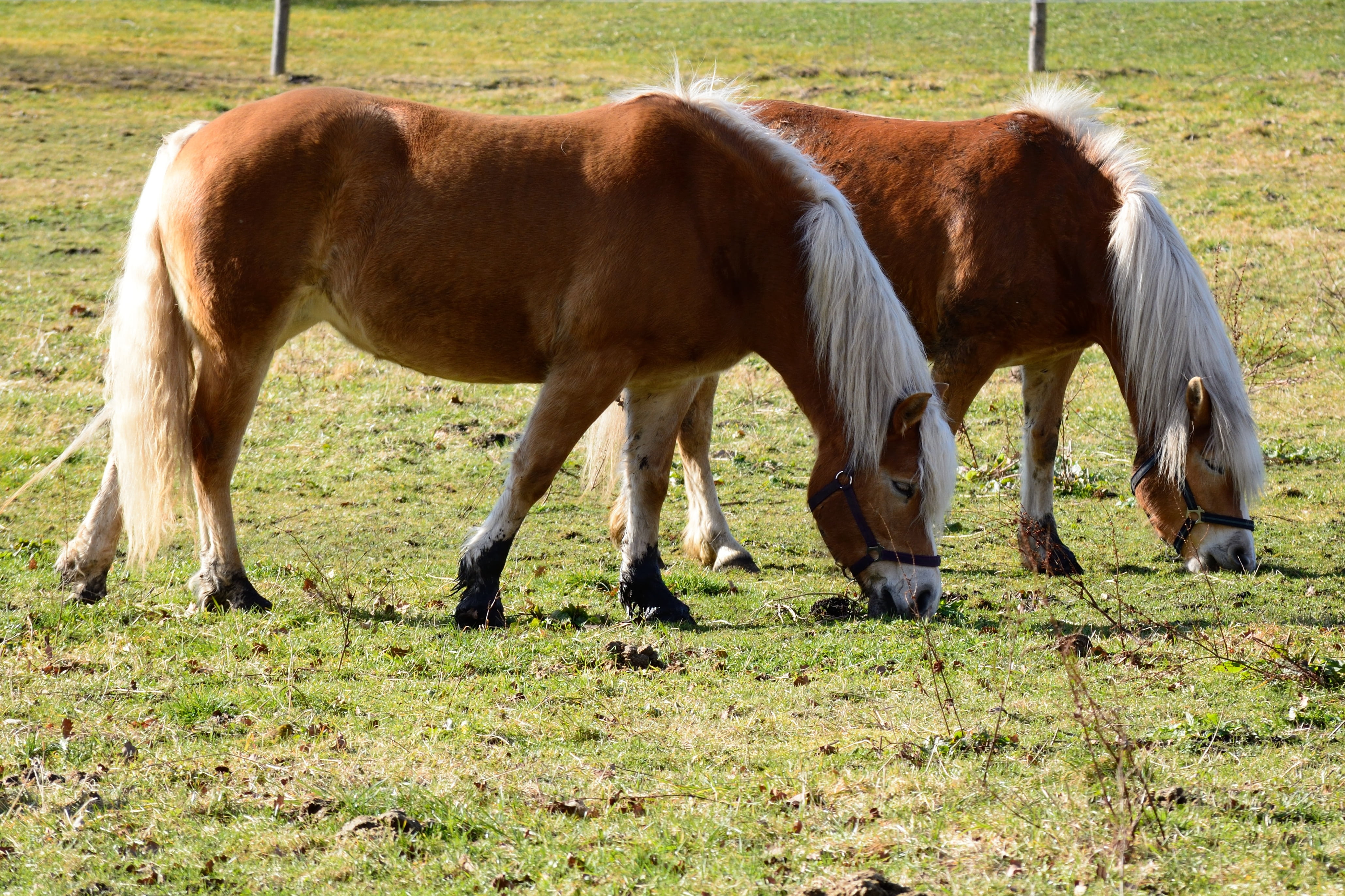 meadow, brown, outdoors, grass, vertebrate, 4K, domestic, land, nature, pets, green, animal wildlife, graze, eat, mammal, herbivorous, livestock, pony, HD Wallpaper