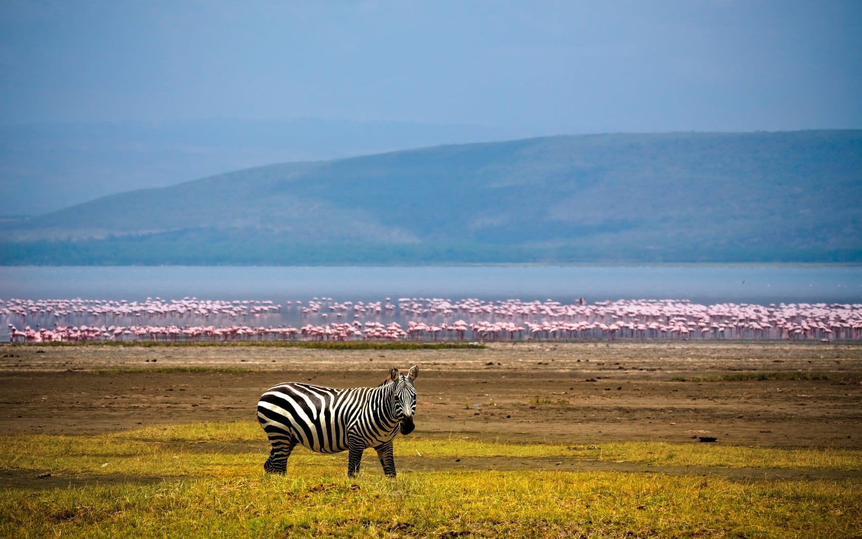 animal Themes, sky, background, scenics, black, eco Tourism, serengeti National Park, white, wilderness Area, no People, outdoors, black Color, tanzania, HD Wallpaper