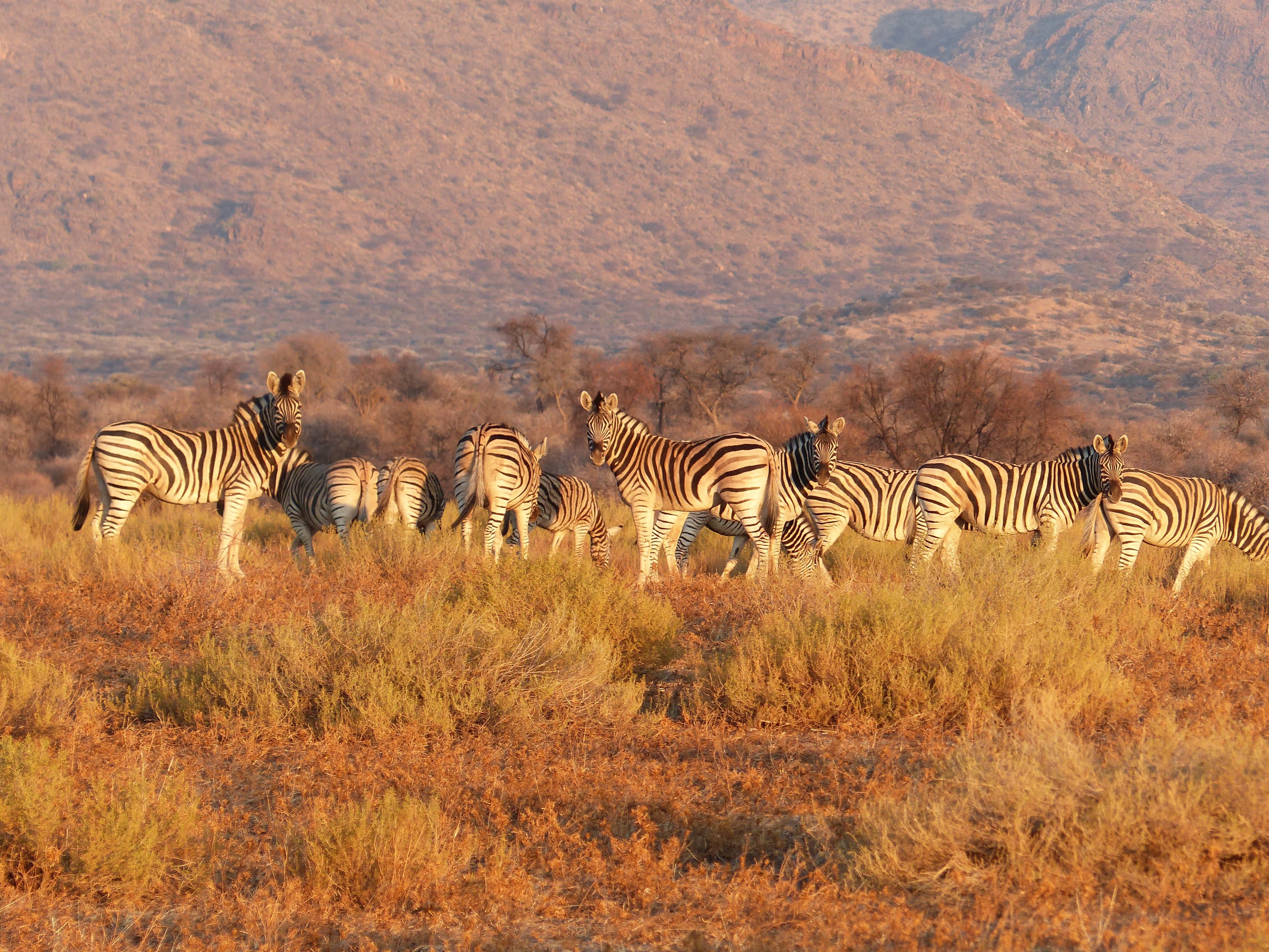 wilderness Area, herbivorous, east Africa, landscape, plain, animal, national Park, herd, wildlife Reserve, semi-arid, group Of Animals, mammal, vertebrate, HD Wallpaper