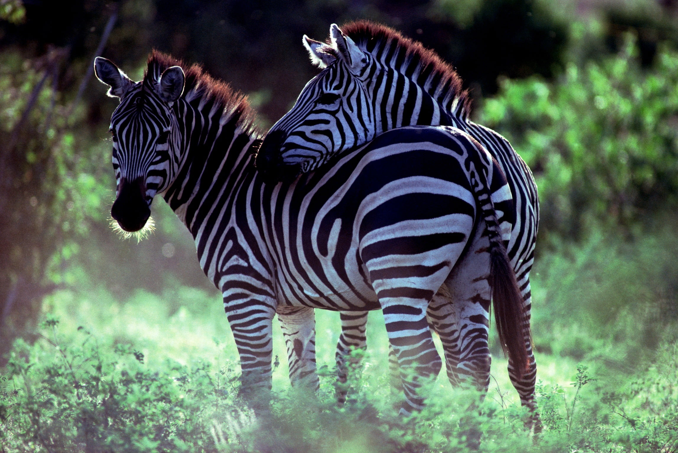 herd, national Park, safari Animals, plains Zebra, striped, animal, prey Animal, field, plant, animal markings, Zebra, outdoors, domestic animals, savannah, HD Wallpaper