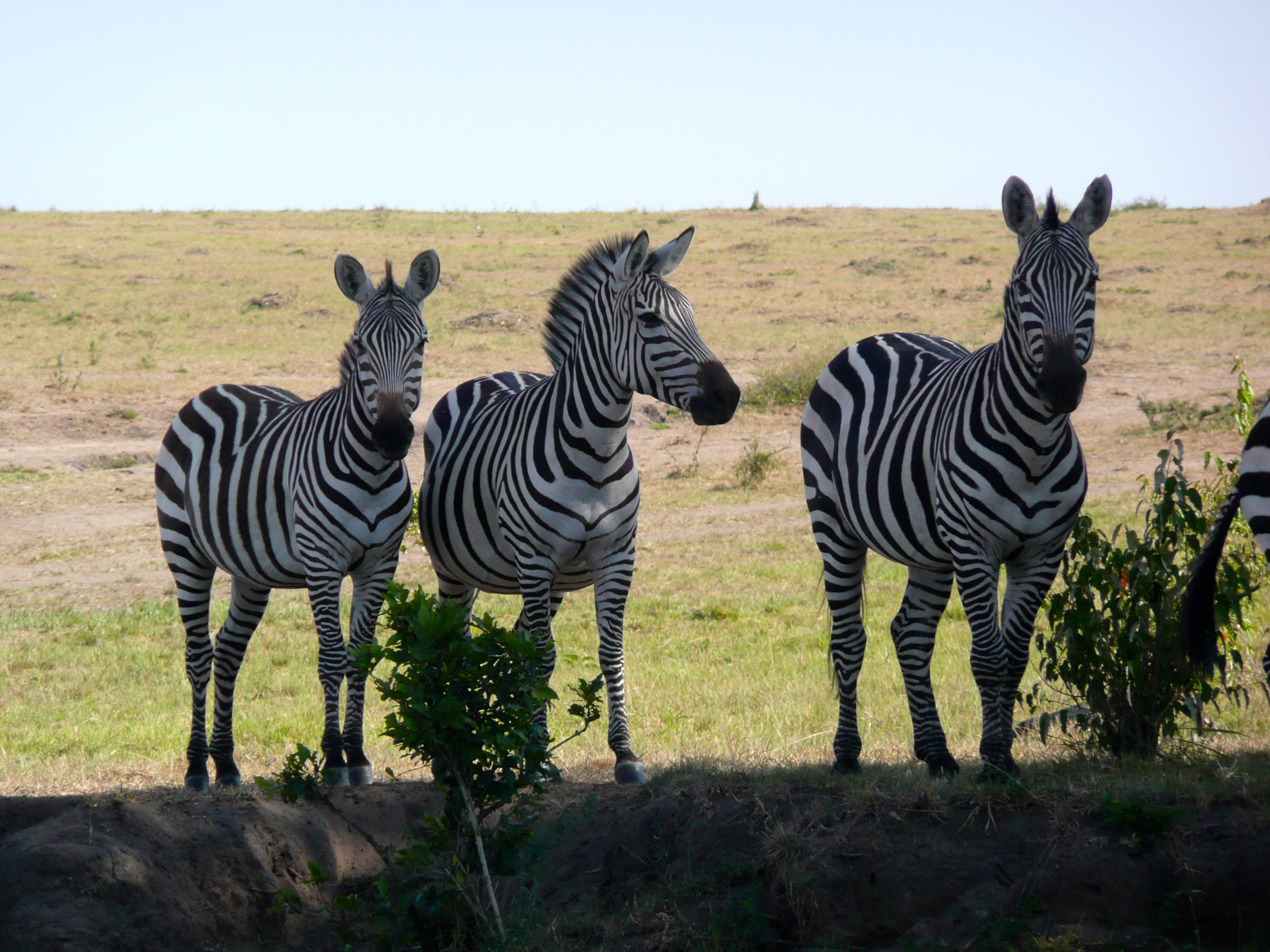 kenya, wilderness Area, land, grass, herd, day, animals In The Wild, herbivorous, park, group of animals, field, no people, standing, animal, wild, serengeti National Park, HD Wallpaper