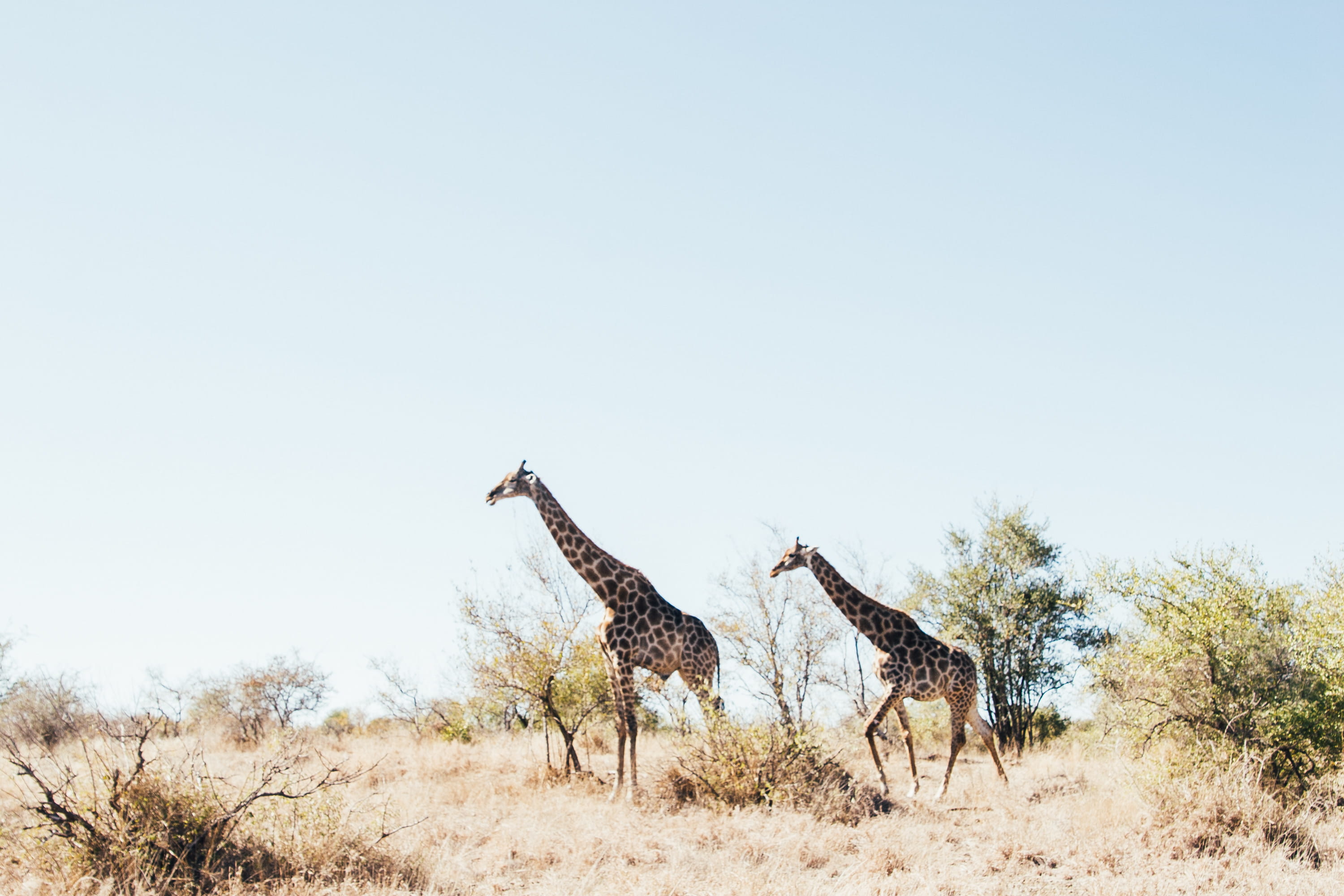 field, no people, east Africa, standing, wildlife, animal Themes, wilderness Area, kenya, safari, africa, eco Tourism, nature Reserve, tanzania, sky, semi-arid, HD Wallpaper
