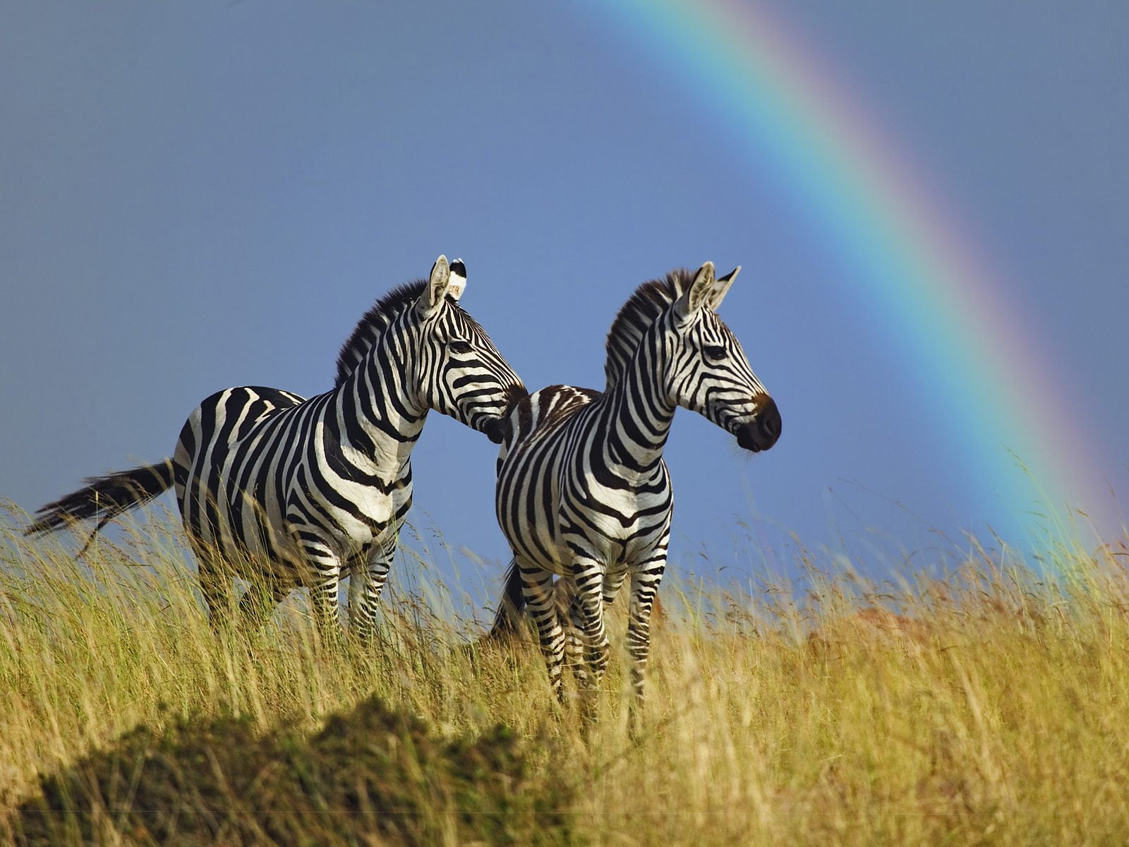 tanzania, beauty In Nature, striped, grass, day, prey Animal, natural Pattern, animal, field, national Park, plain, herd, outdoors, steppe, safari, zebras, HD Wallpaper
